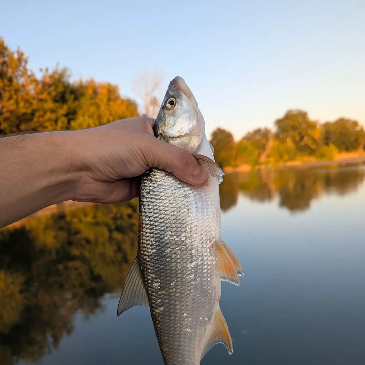 The most recent Asp catches on Fishbrain