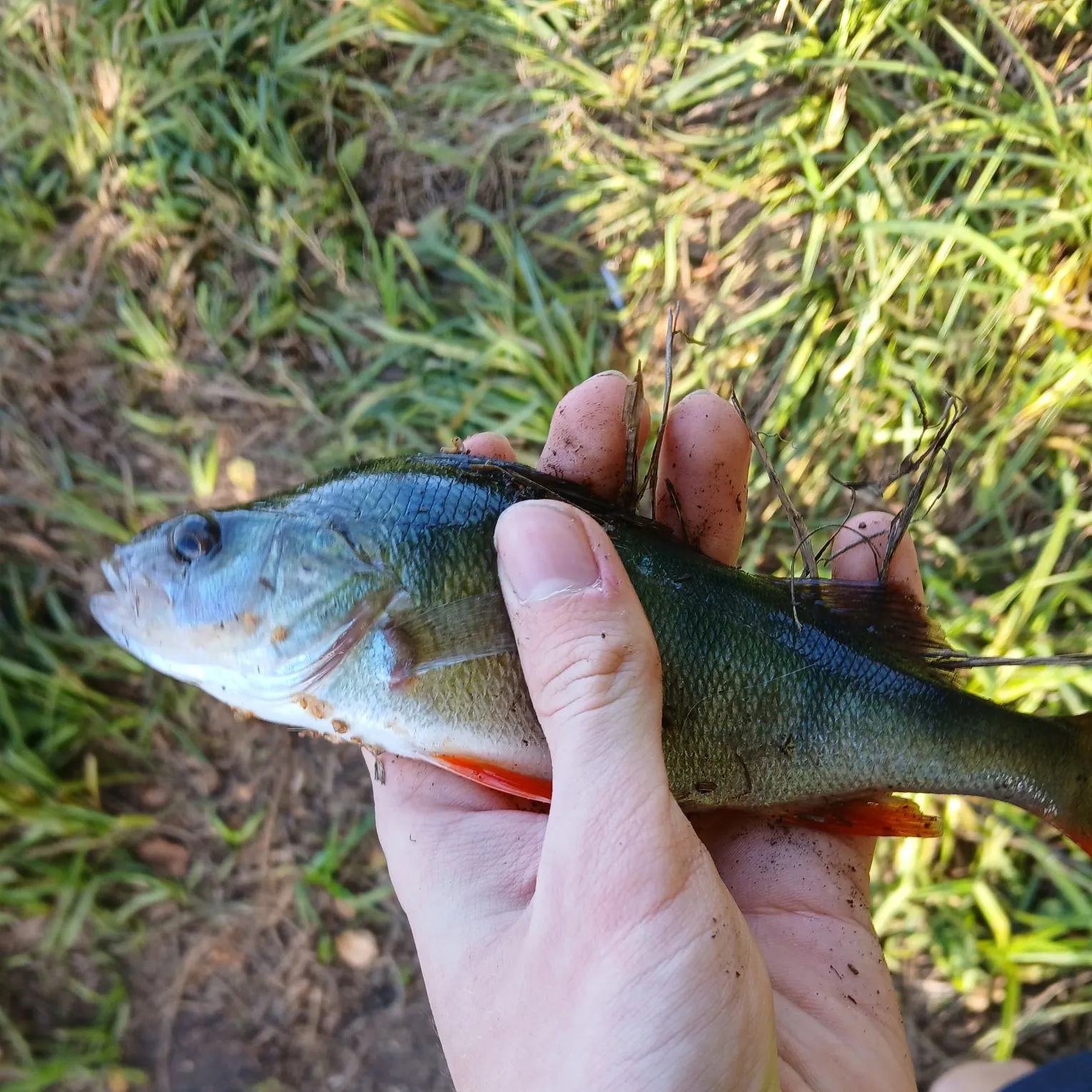 European perch caught on Fishbrain