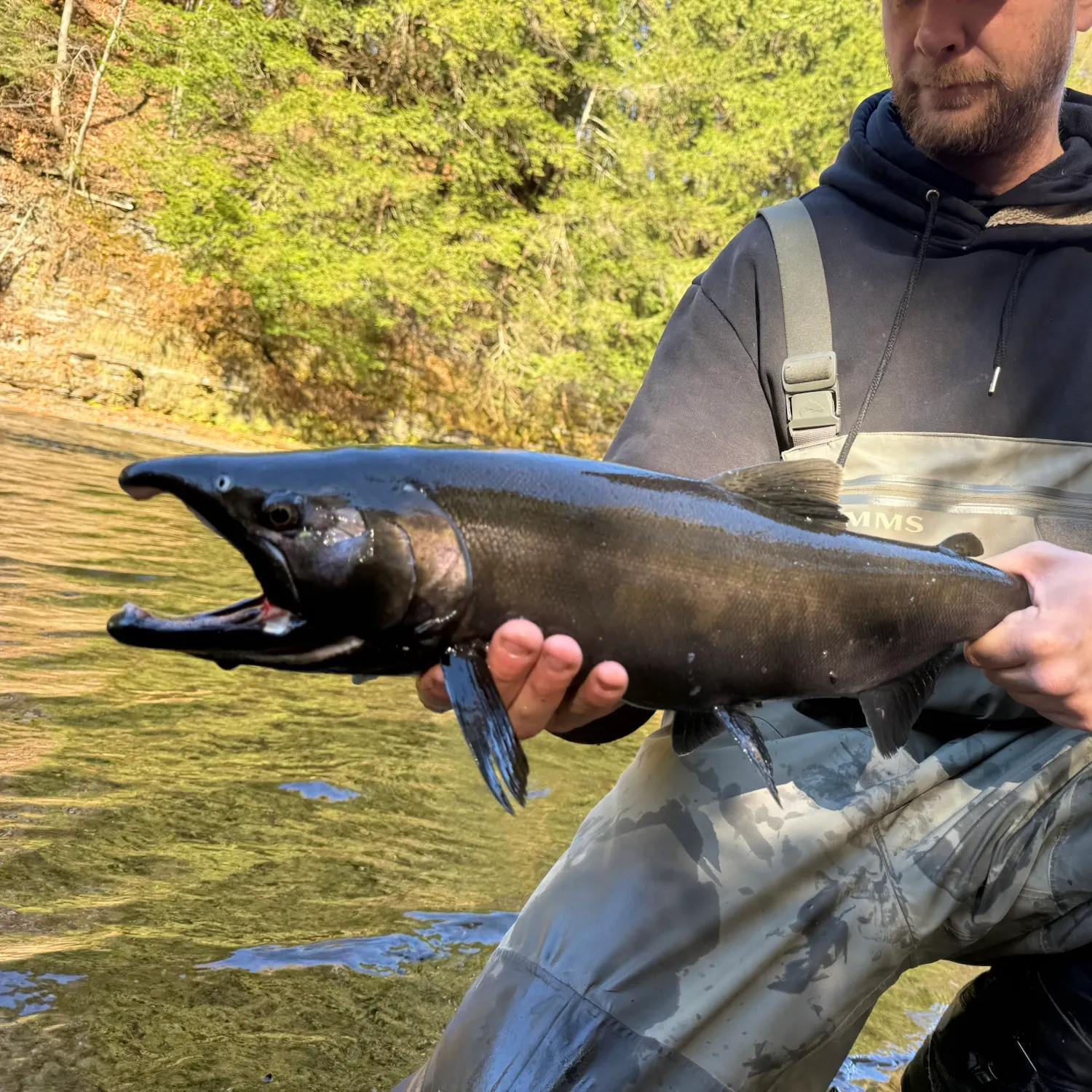 Coho salmon caught on Fishbrain
