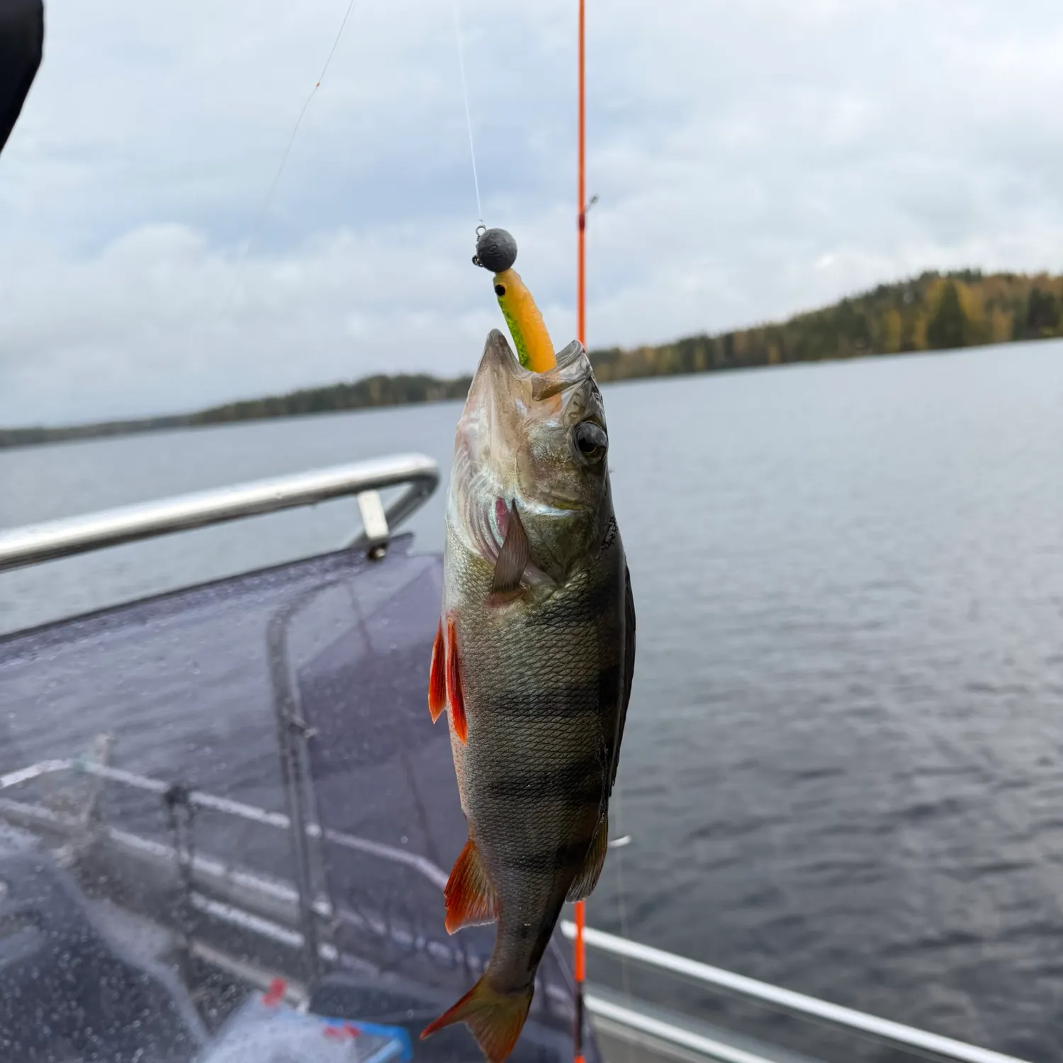 European perch caught on Fishbrain