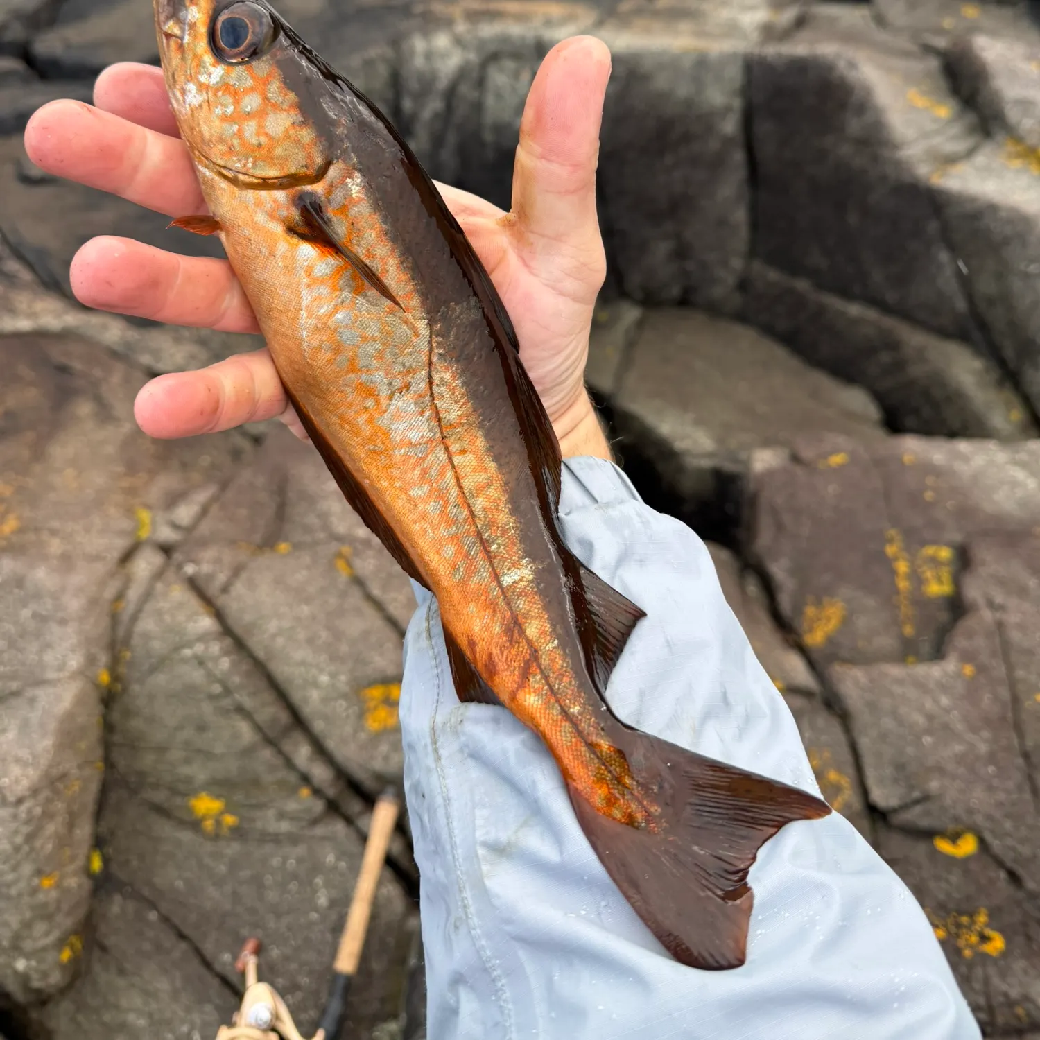 Pollack caught on Fishbrain