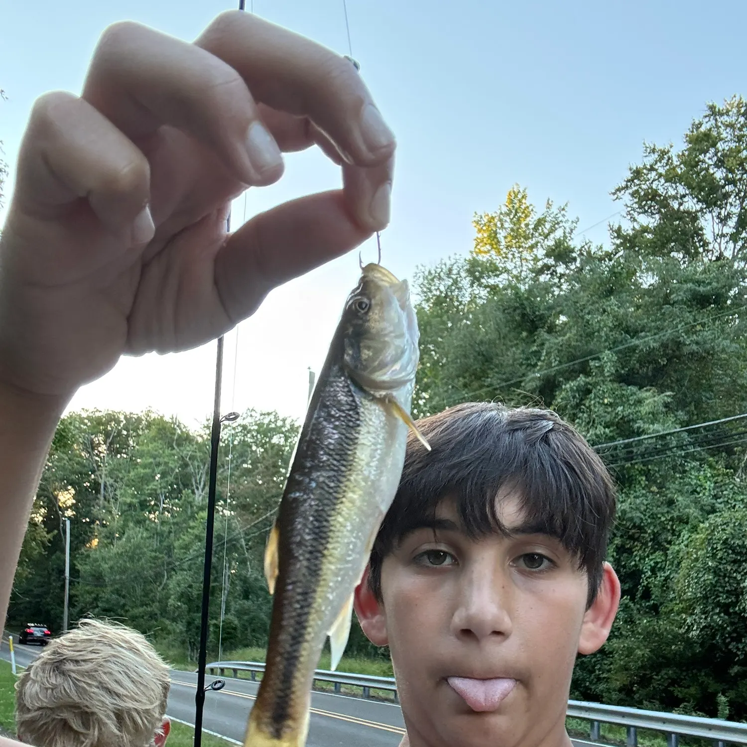 Creek chub caught on Fishbrain