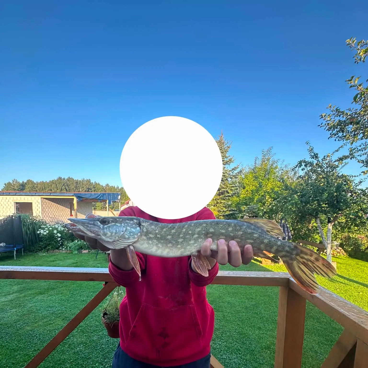 Northern pike caught on Fishbrain