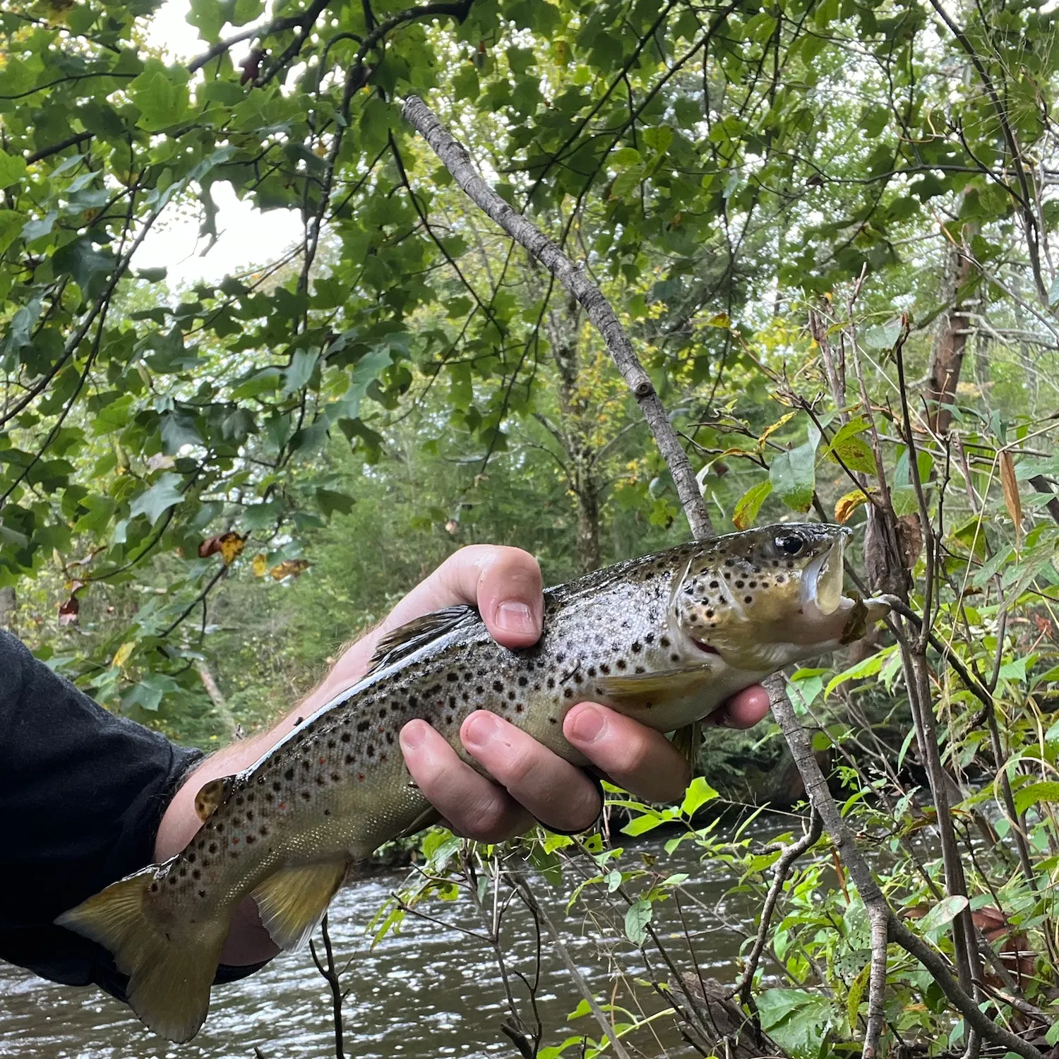 Brown trout caught on Fishbrain