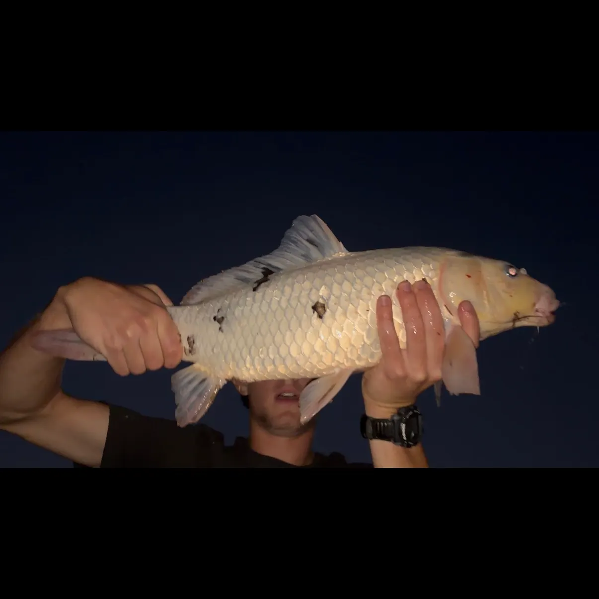 Koi carp caught on Fishbrain