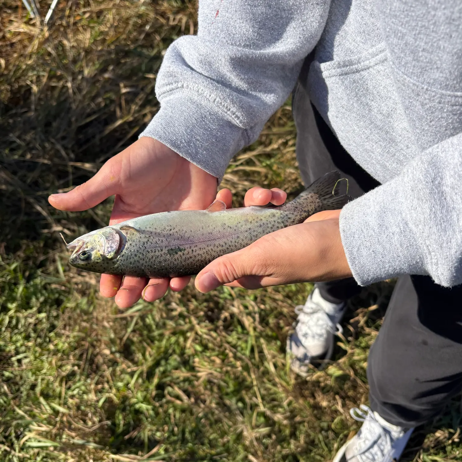 Rainbow trout caught on Fishbrain