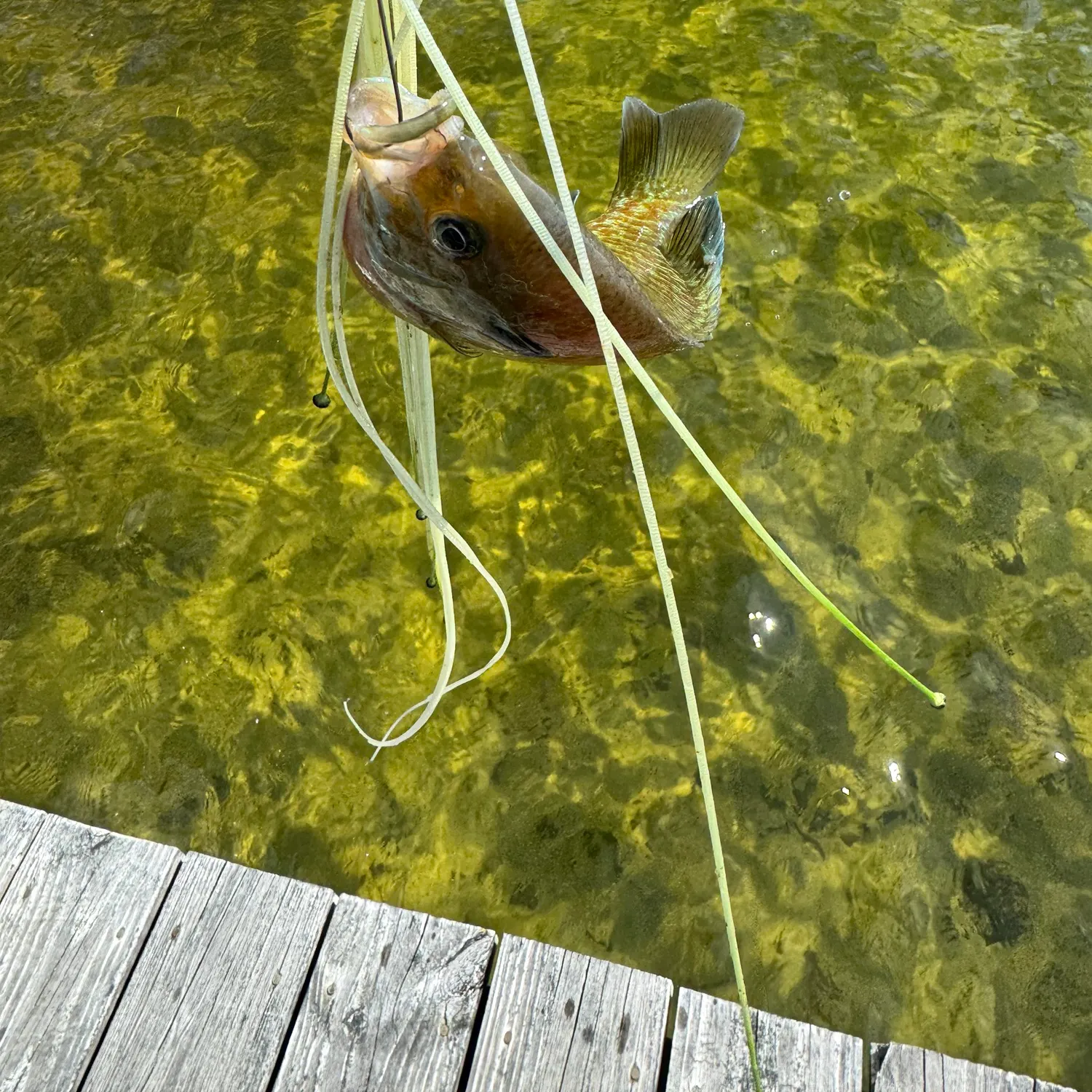 angler catch