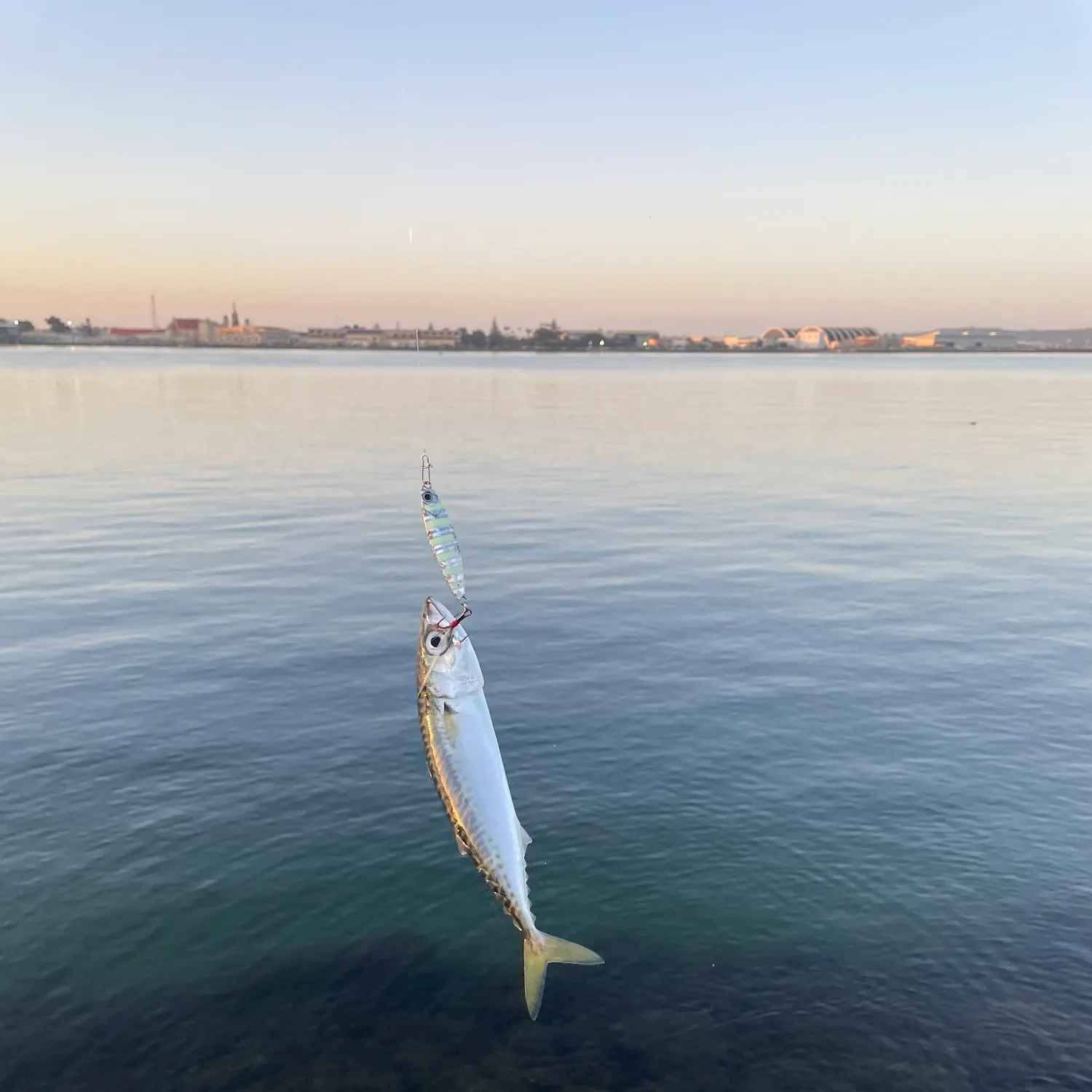 The most recent Pacific chub mackerel catches on Fishbrain