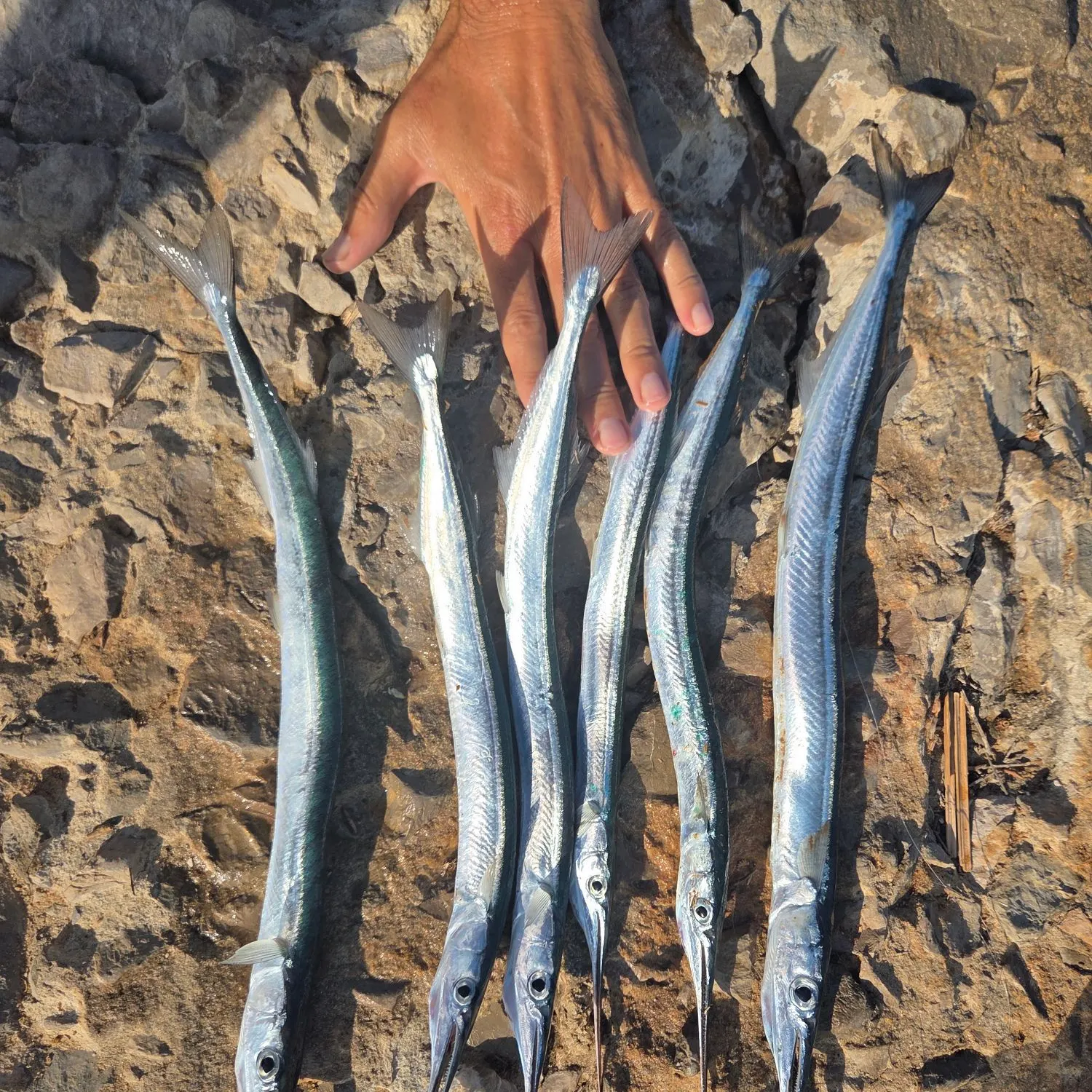 recently logged catches
