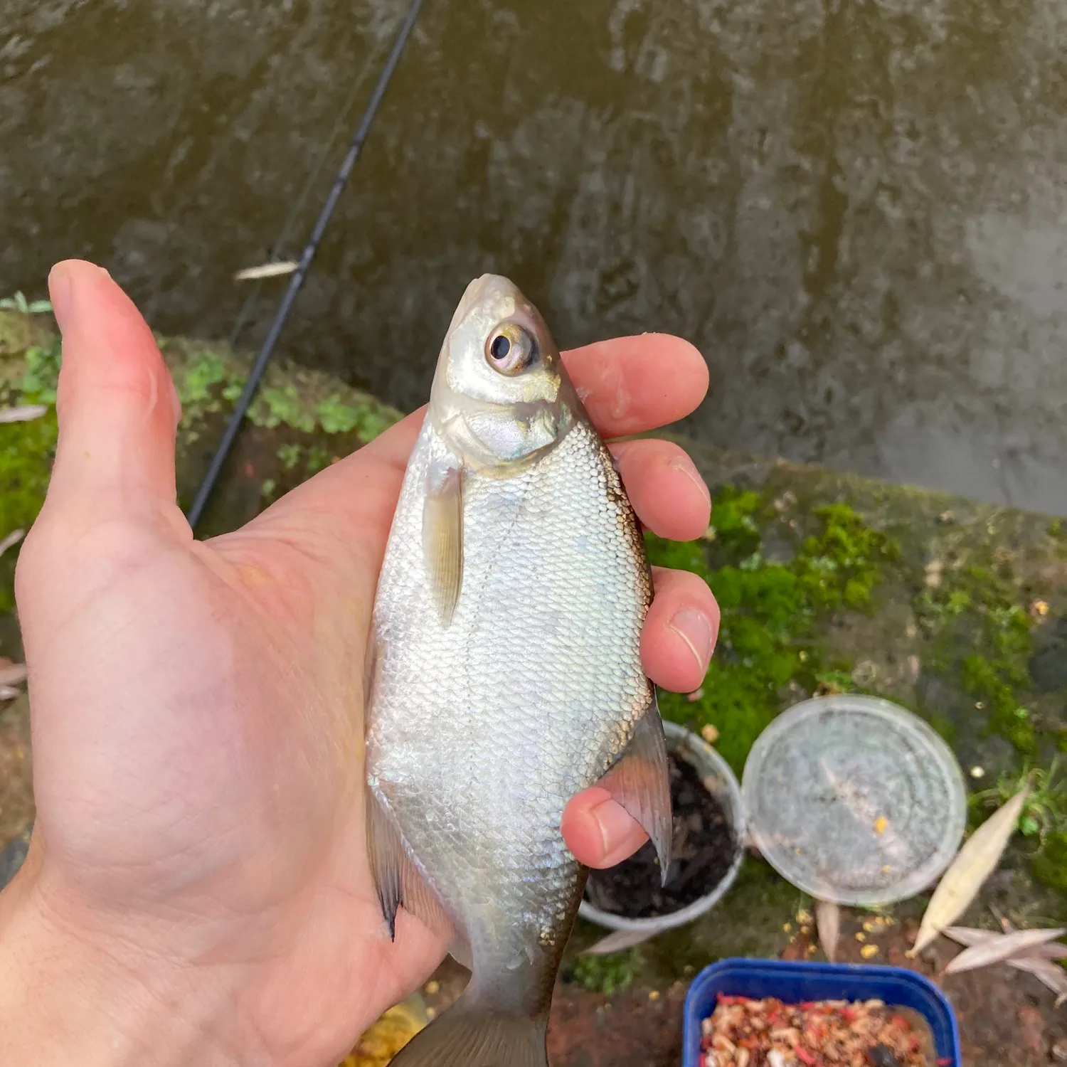 The most recent White bream catches on Fishbrain