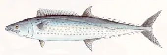 Japanese Spanish mackerel