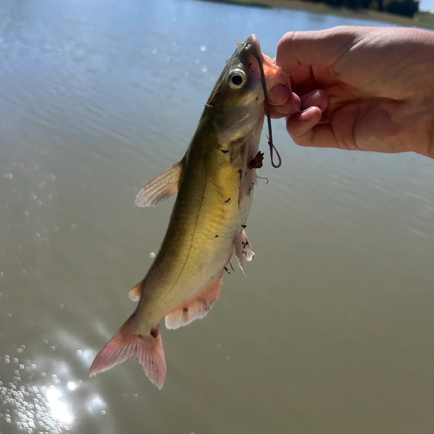 Channel catfish caught on Fishbrain