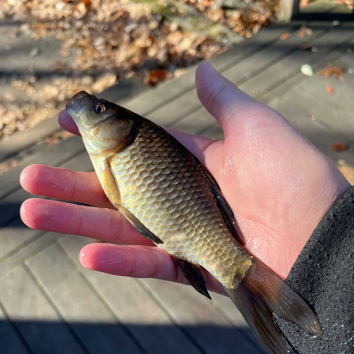 The most recent Goldfish catches on Fishbrain