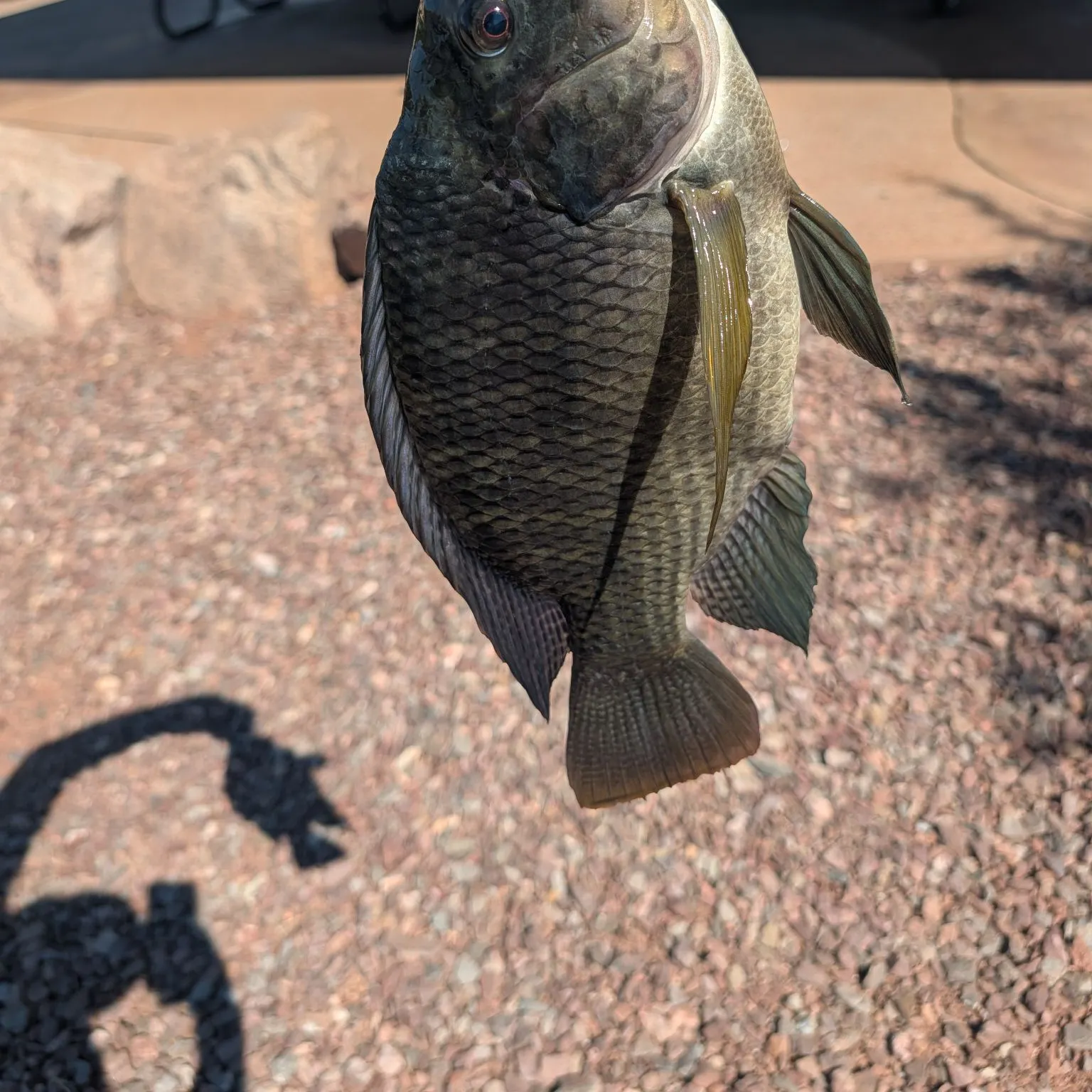 Nile tilapia caught on Fishbrain