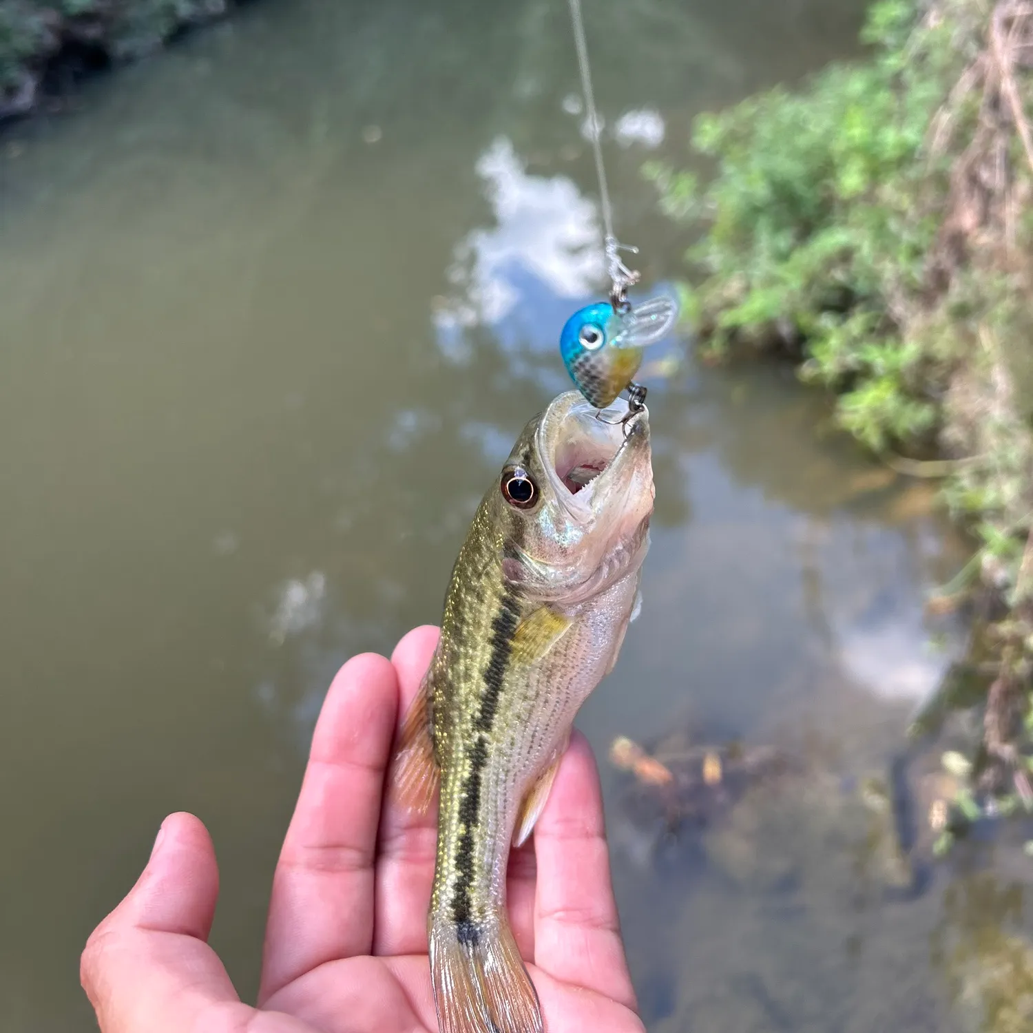Spotted bass caught on Fishbrain