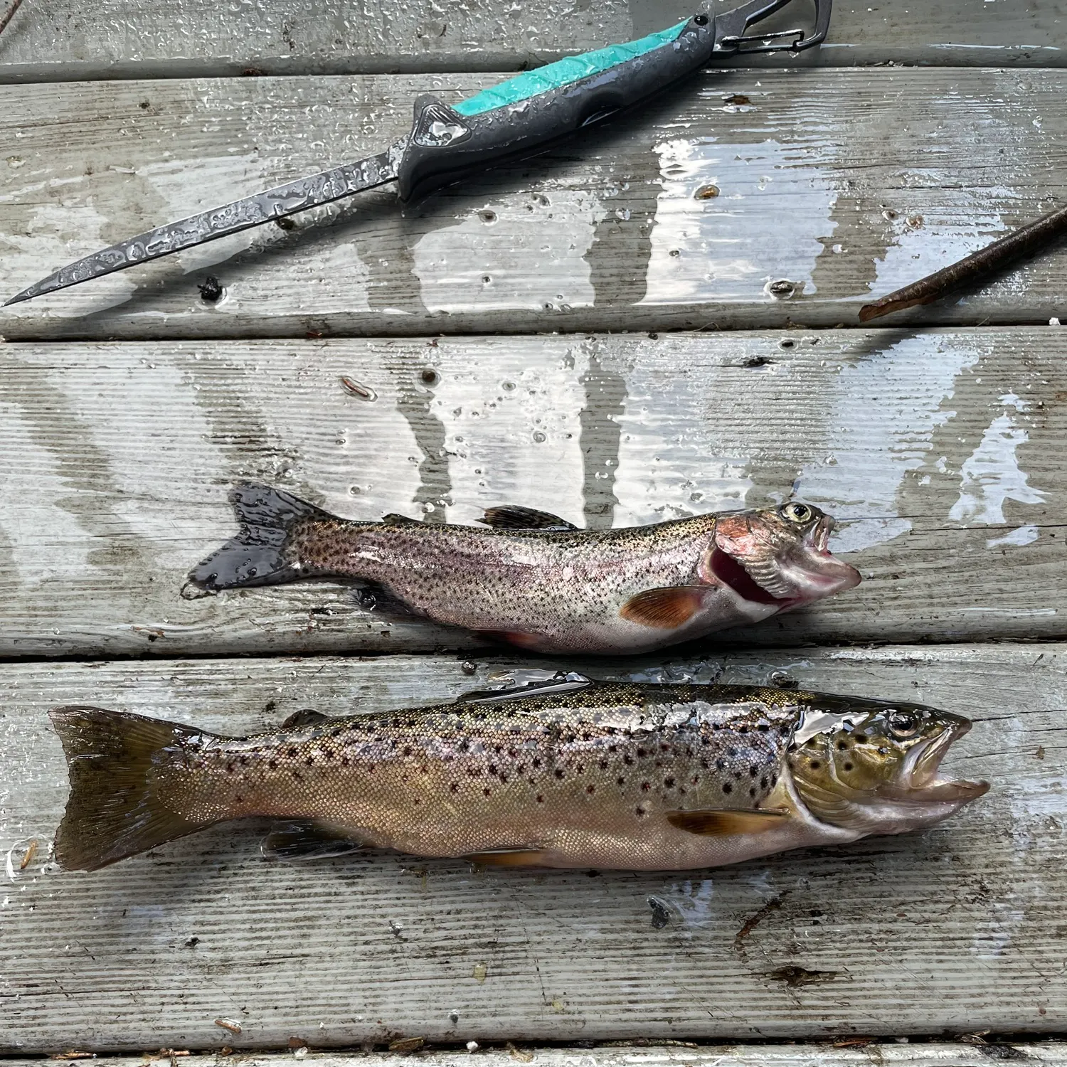 recently logged catches