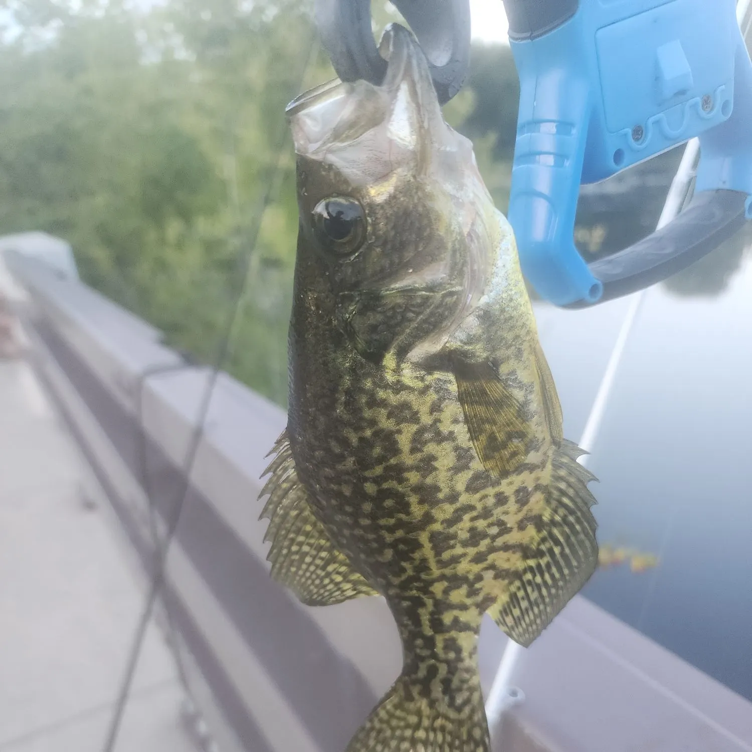 Black crappie caught on Fishbrain