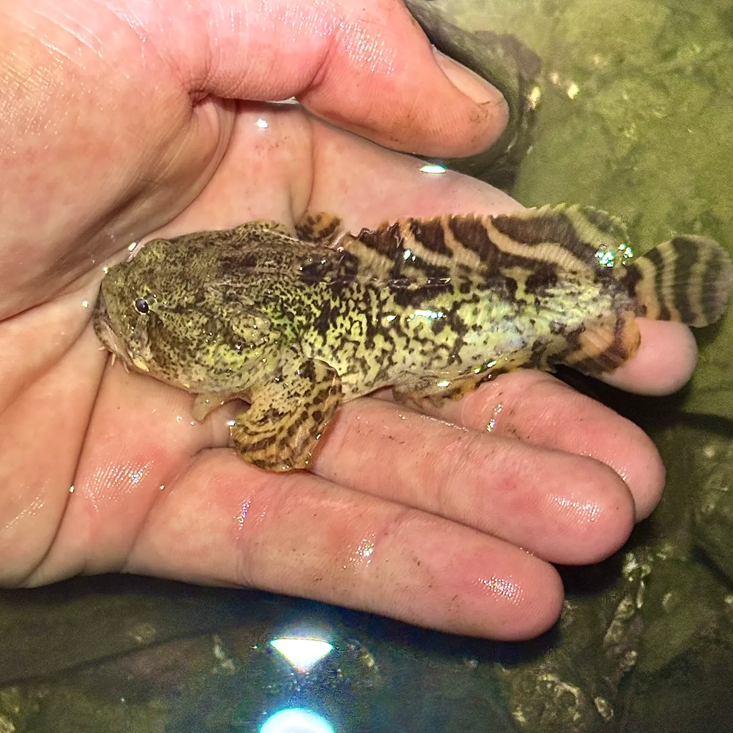 Oyster toadfish caught on Fishbrain