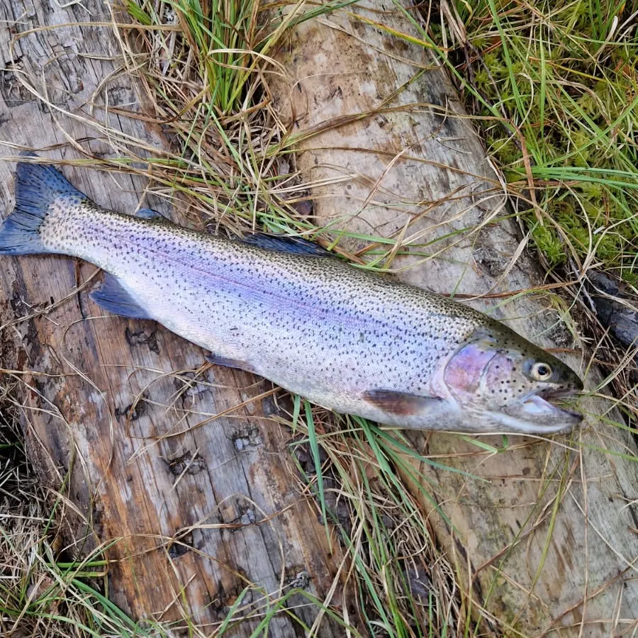 Rainbow trout caught on Fishbrain