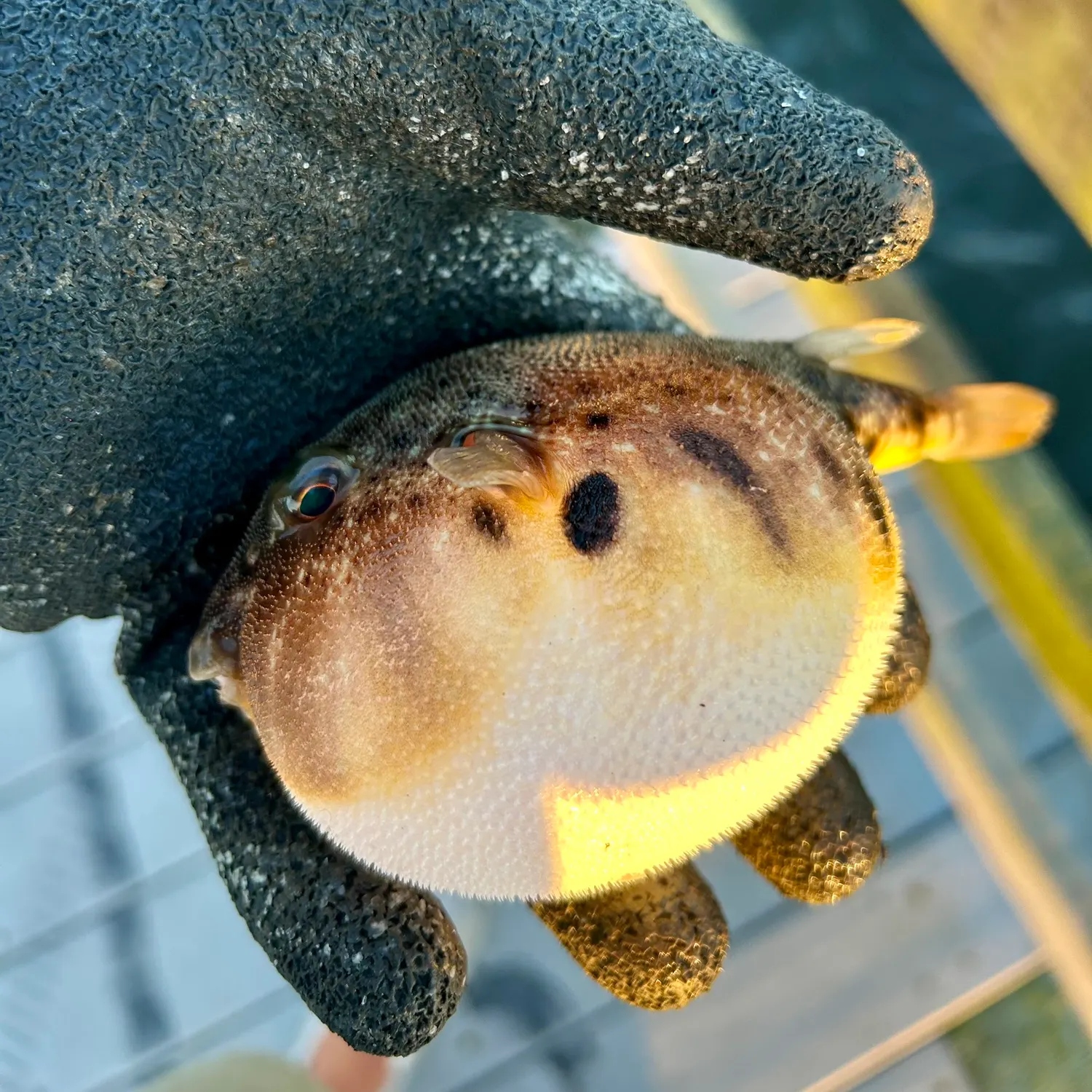 Northern puffer caught on Fishbrain