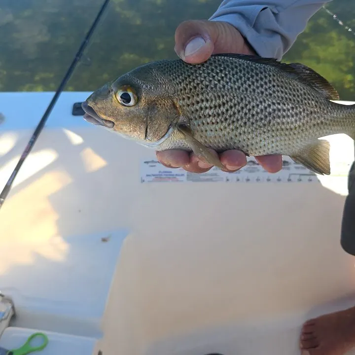 The most recent Mangrove snapper catches on Fishbrain