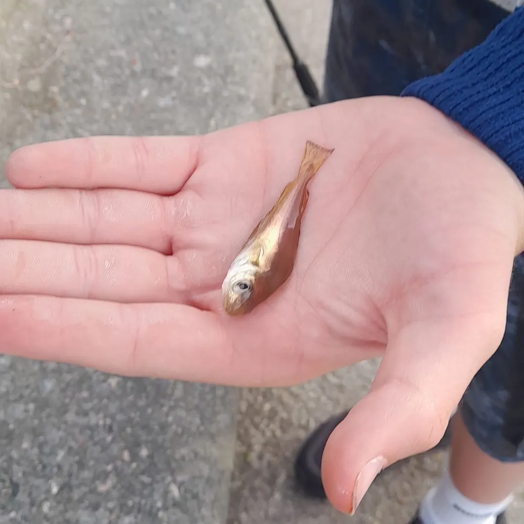 The most recent Pouting catches on Fishbrain