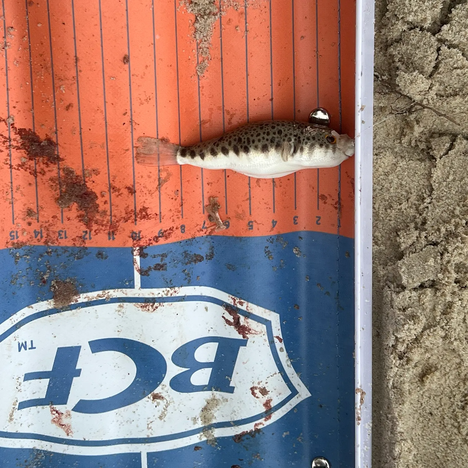 The most recent Smooth toadfish catches on Fishbrain