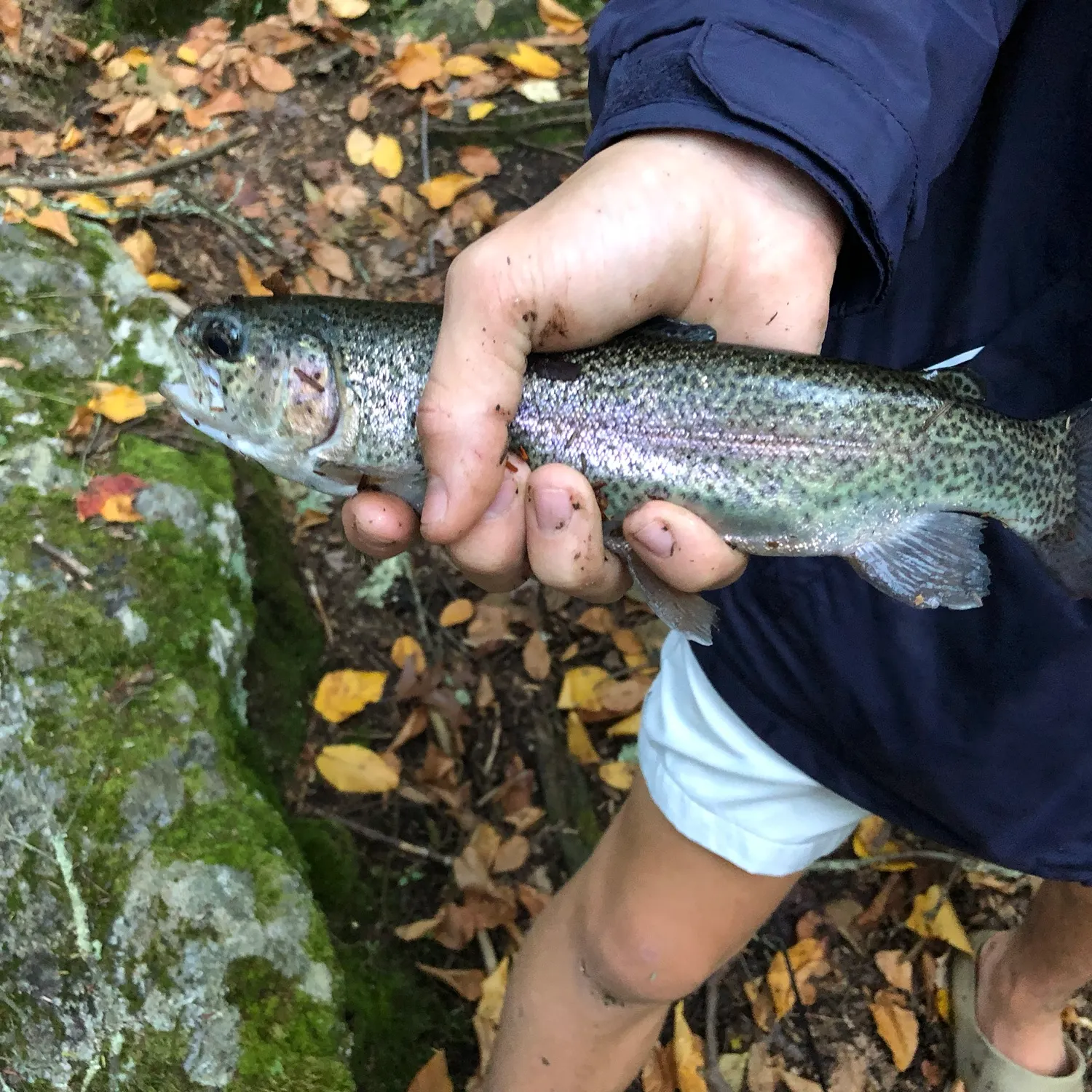 Rainbow trout caught on Fishbrain