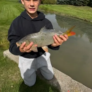 Common carp caught on Fishbrain