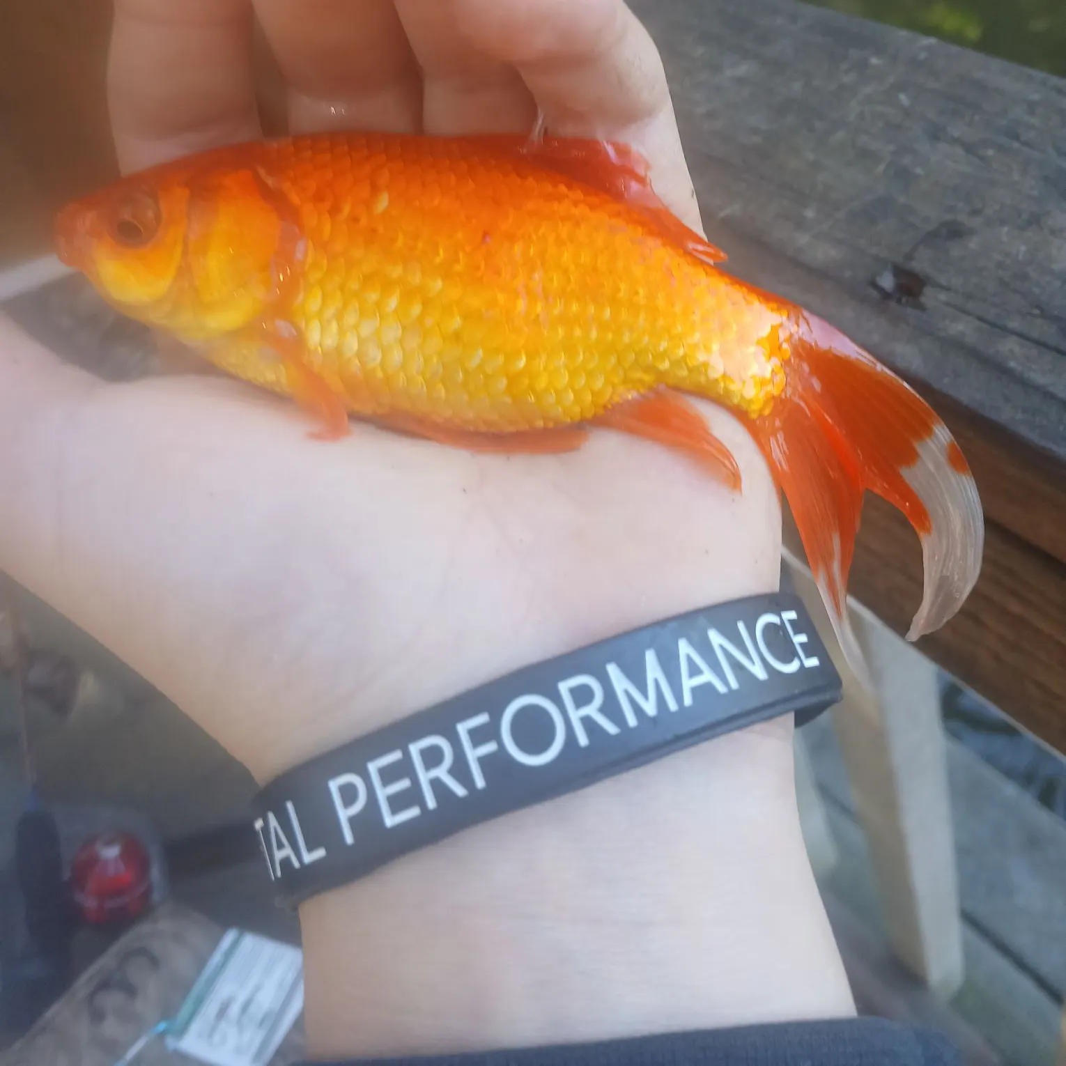 Goldfish caught on Fishbrain