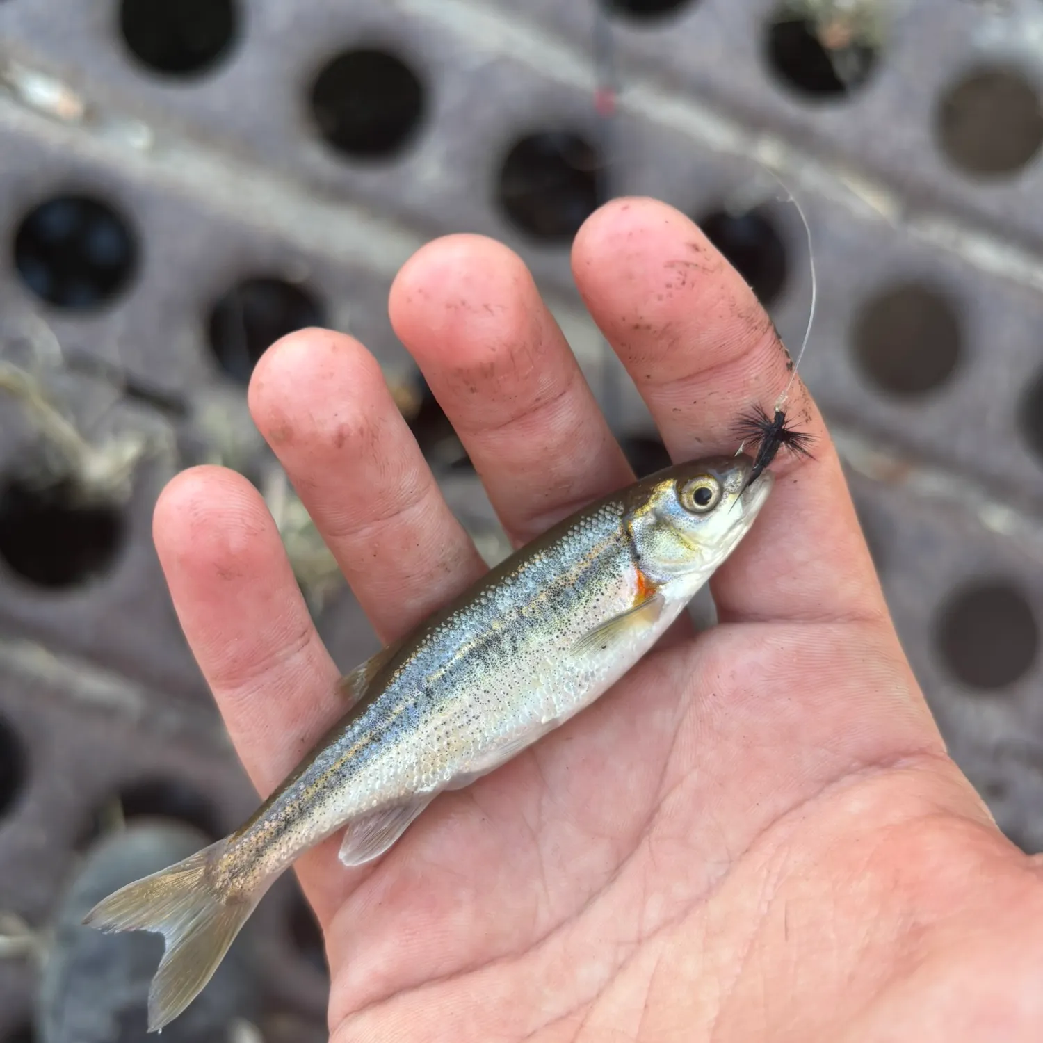 The most recent Redside shiner catches on Fishbrain