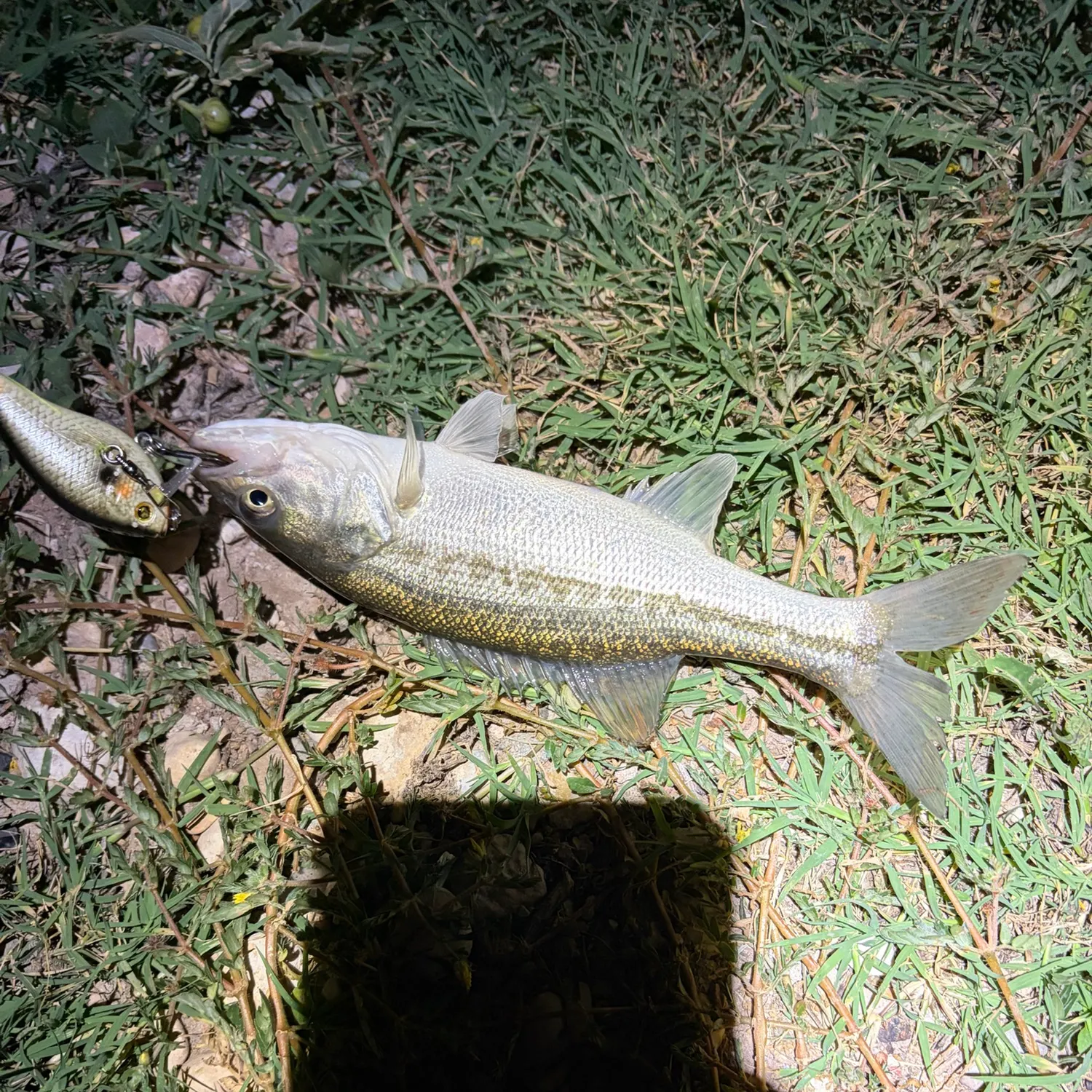 The most recent Spotted bass catches on Fishbrain