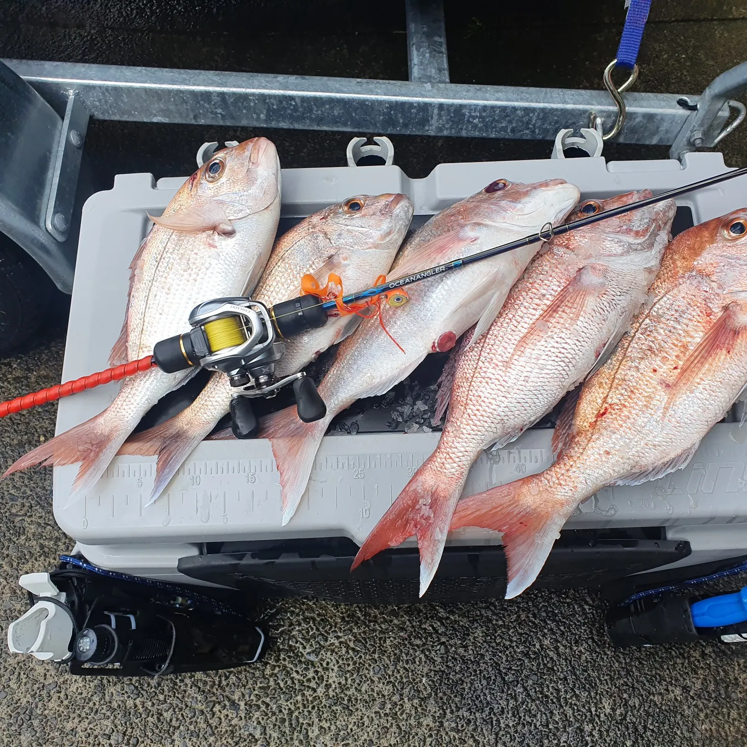recently logged catches