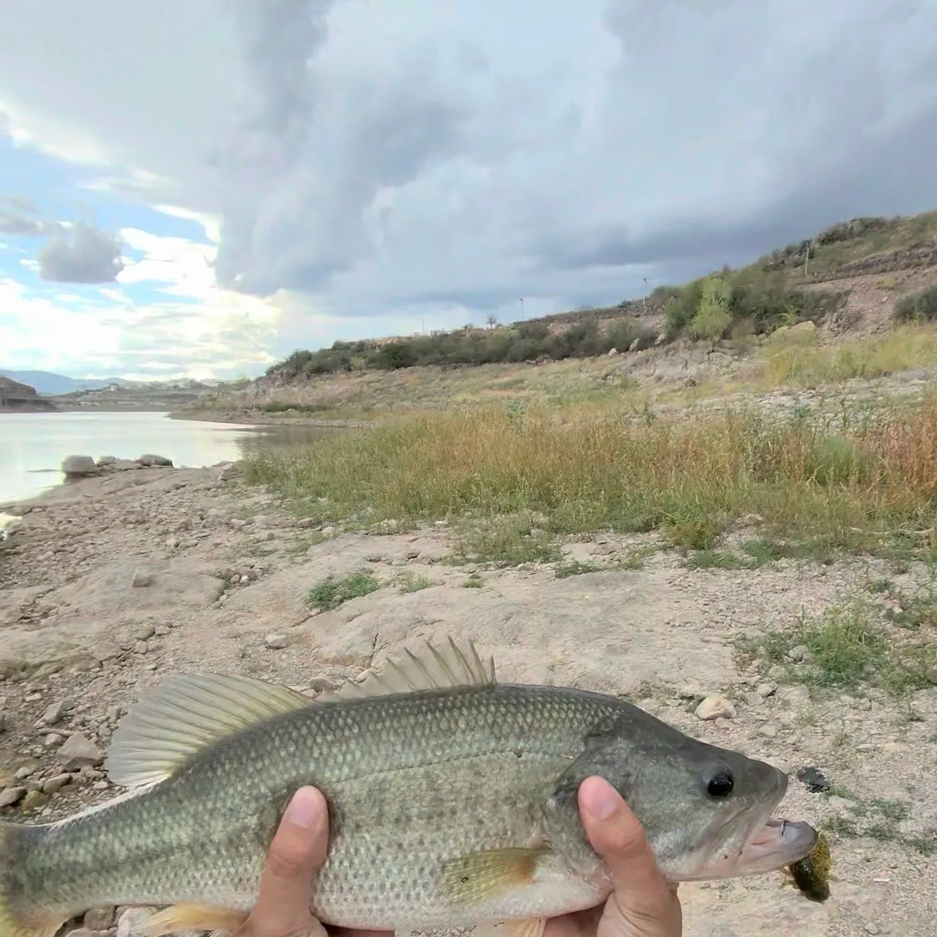 Fish caught on Fishbrain