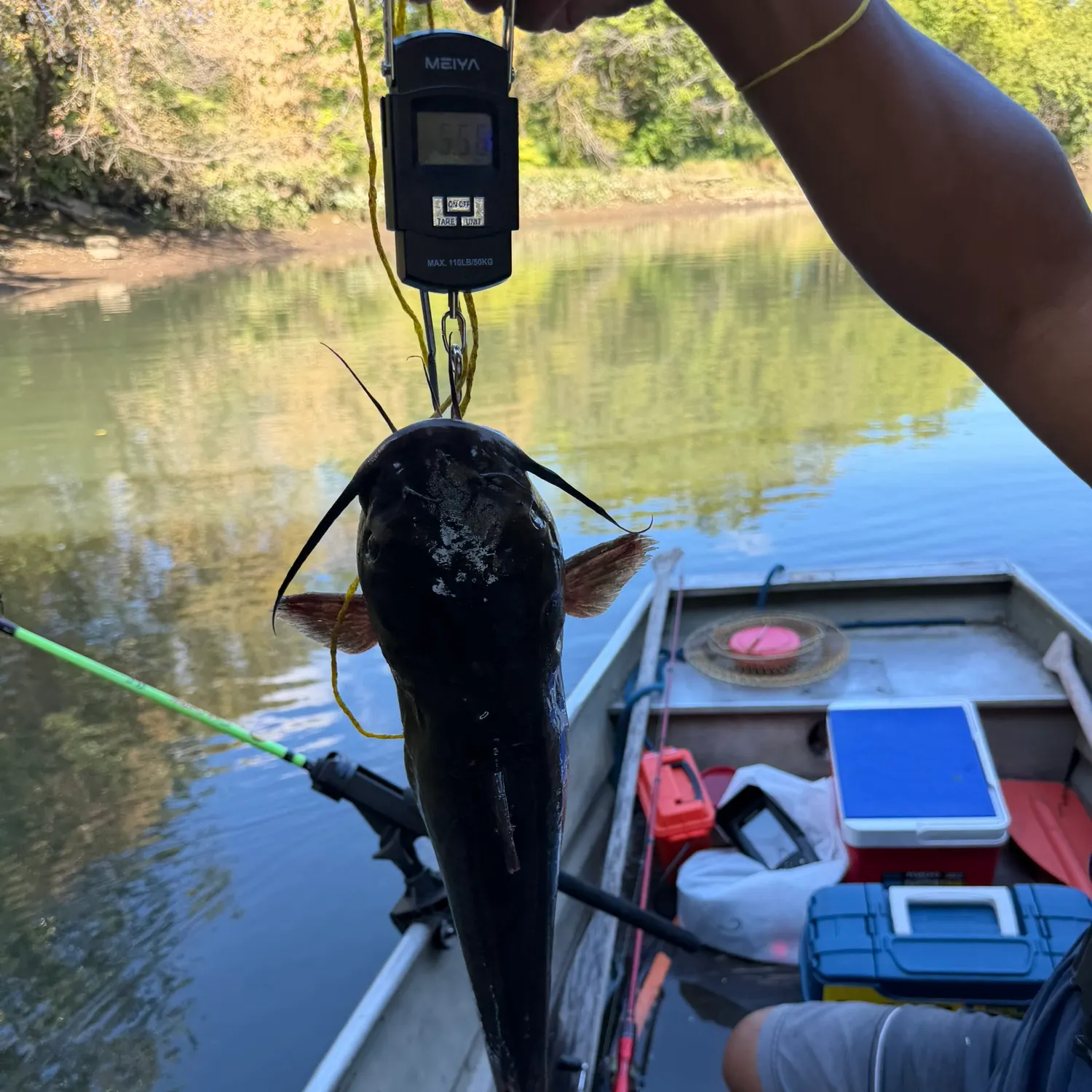 Channel catfish caught on Fishbrain