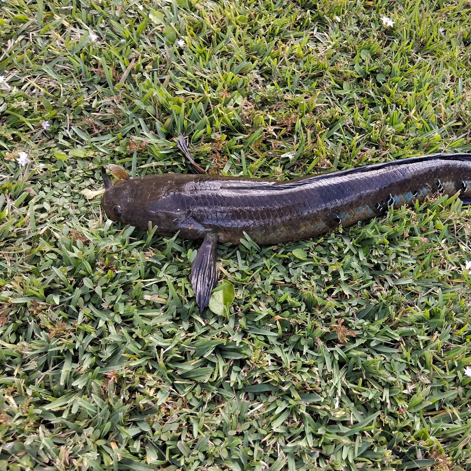 The most recent Bullseye snakehead catches on Fishbrain