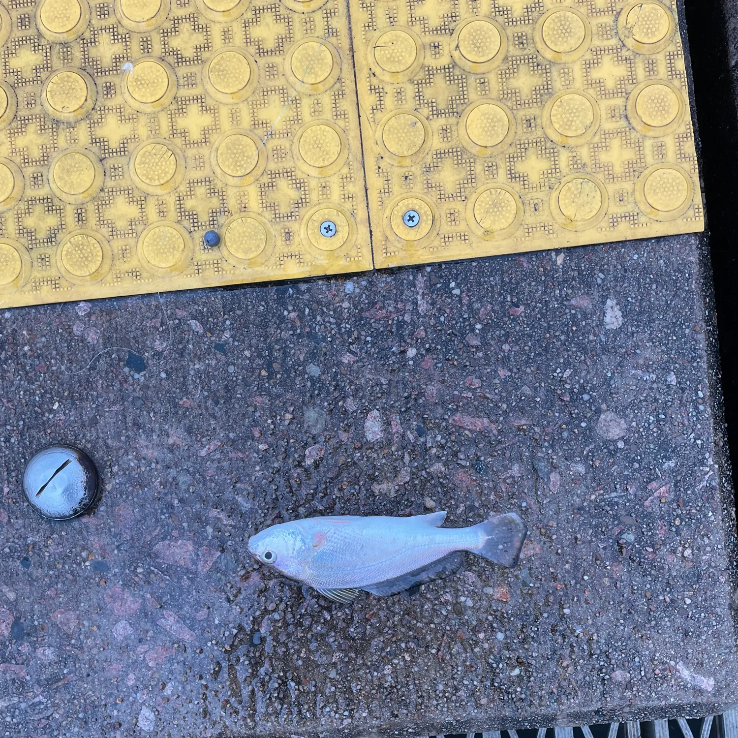 Fish caught on Fishbrain