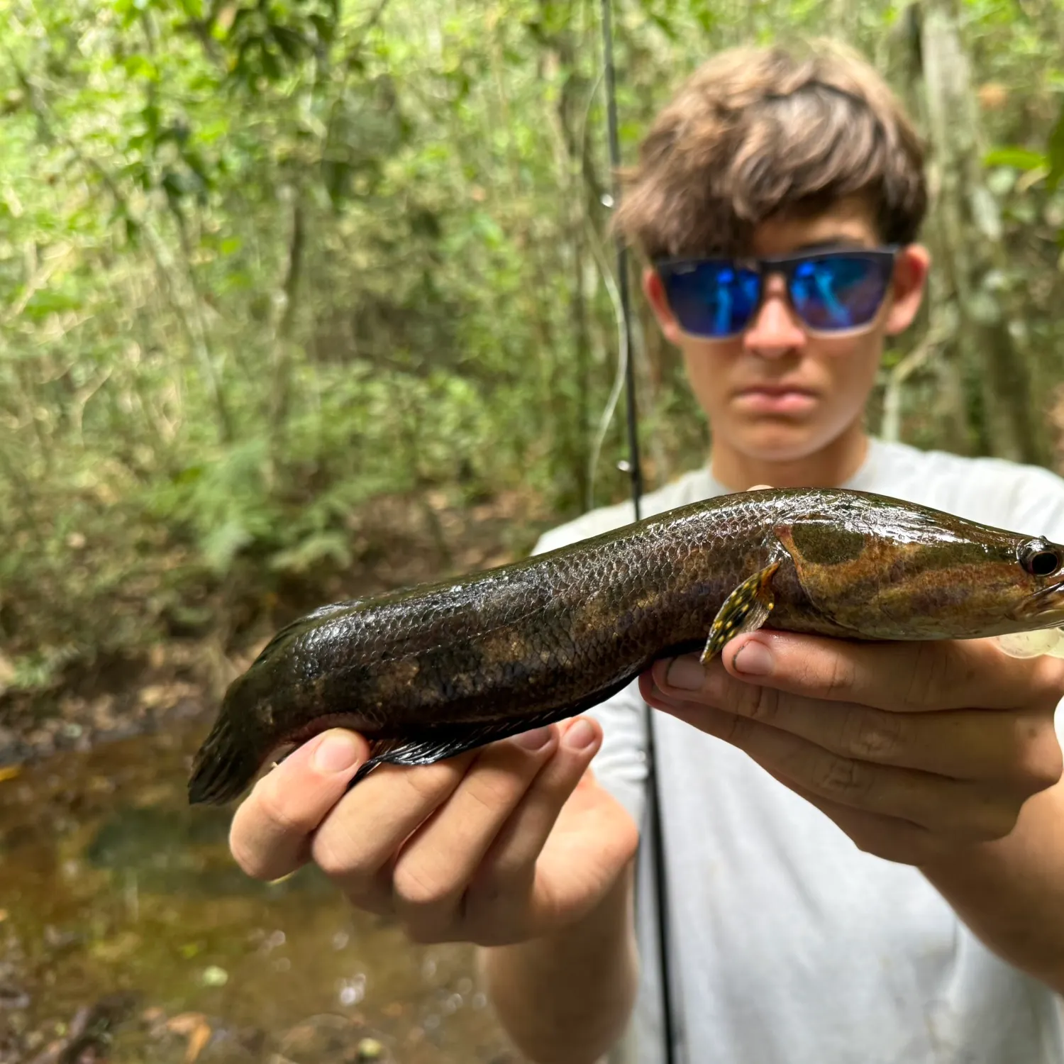The most recent Forest snakehead catches on Fishbrain