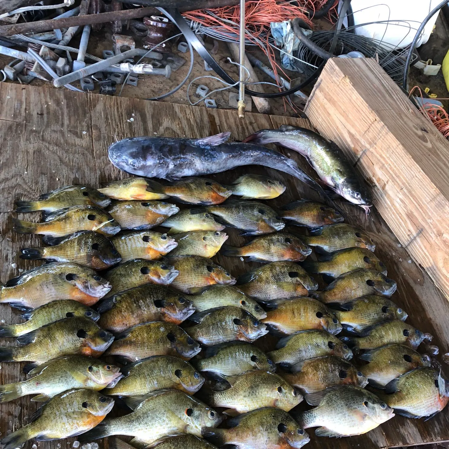 recently logged catches