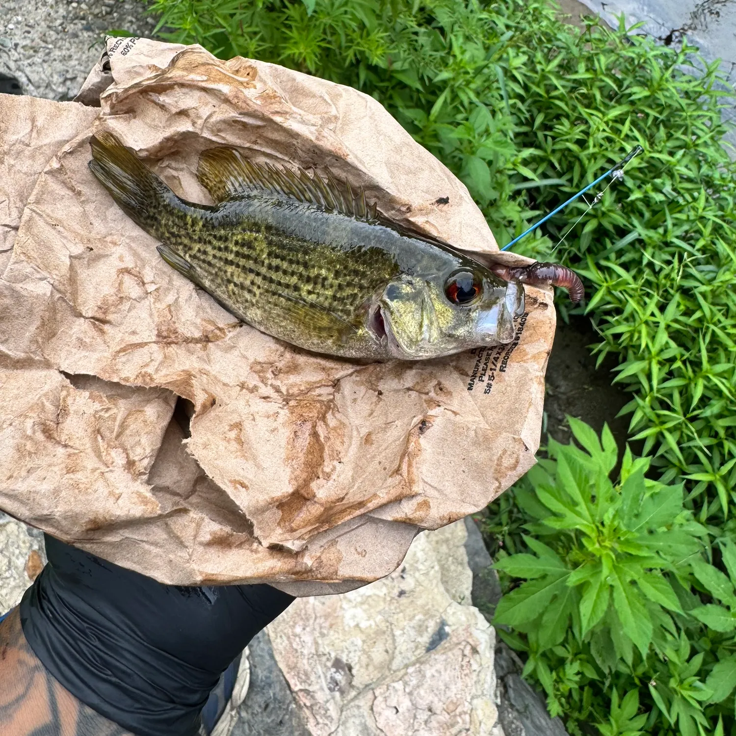catch