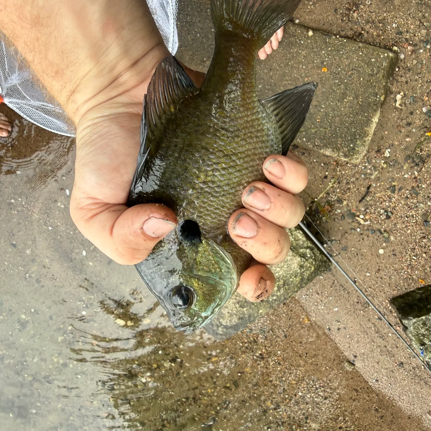 Bluegill caught on Fishbrain