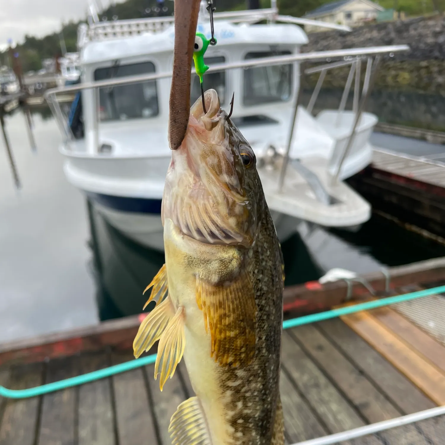 The most recent Kelp greenling catches on Fishbrain