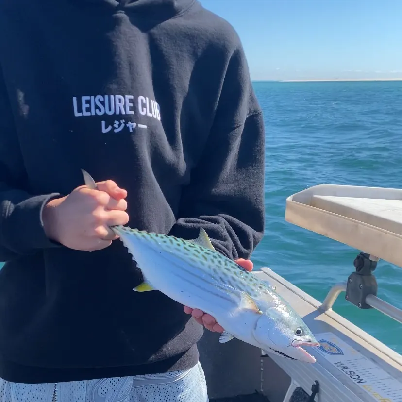 The most recent Eastern Pacific bonito catches on Fishbrain