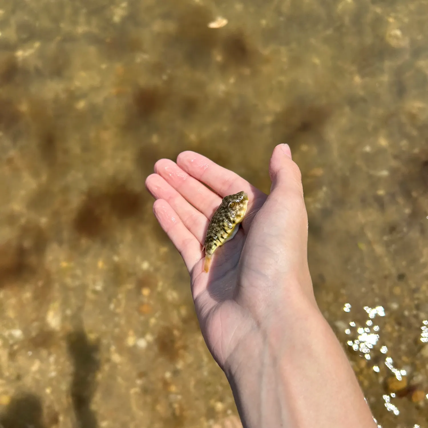 The most recent Northern puffer catches on Fishbrain
