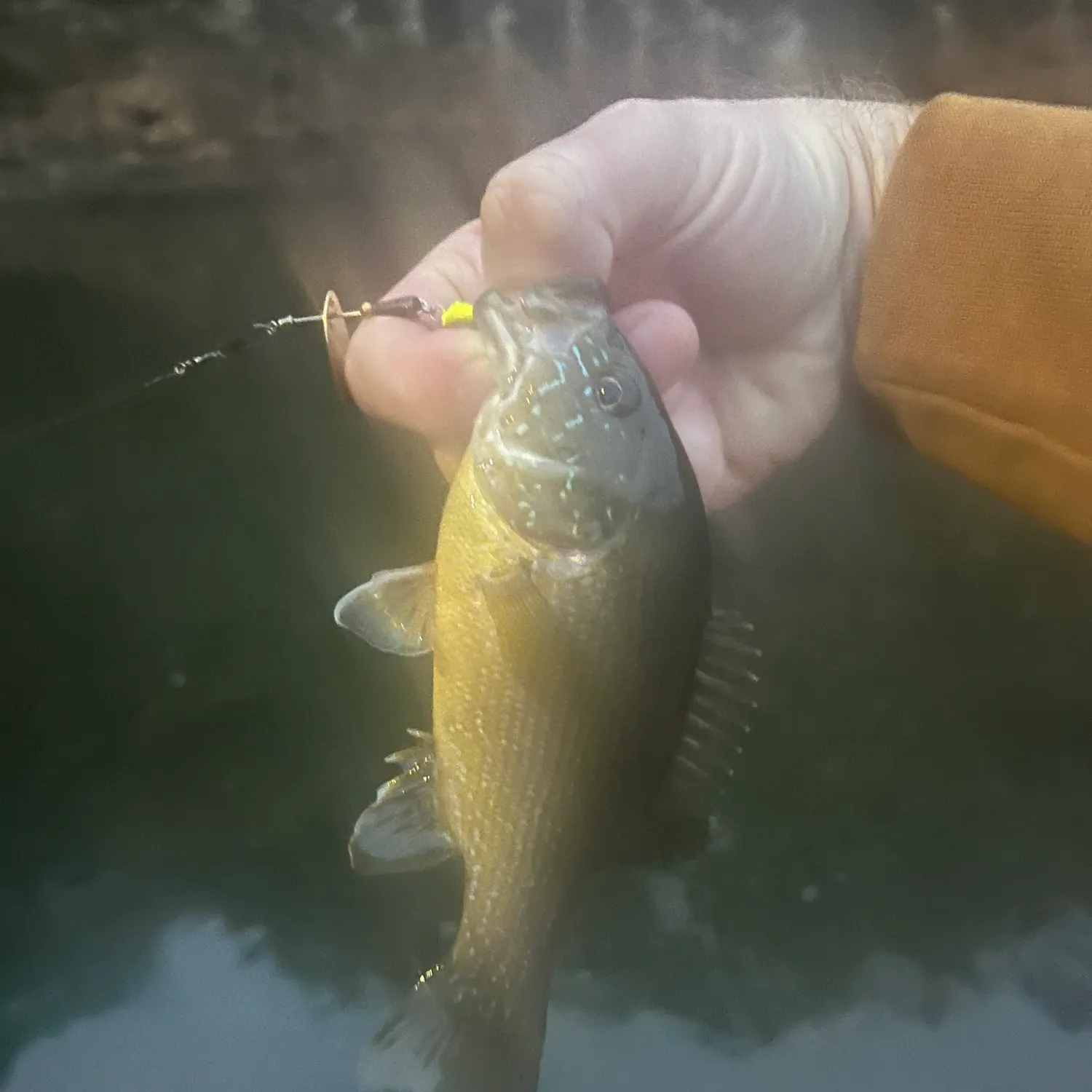 Green sunfish caught on Fishbrain