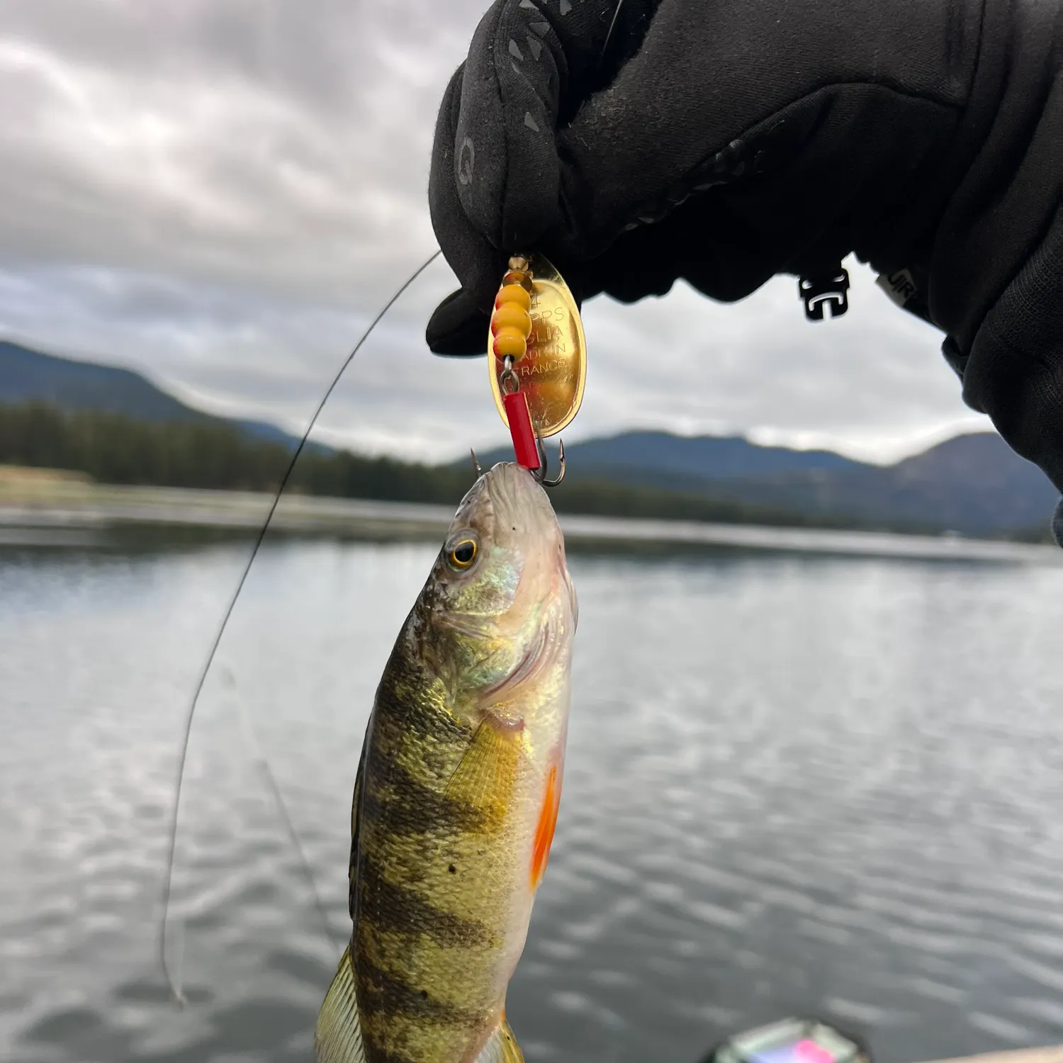 Yellow perch caught on Fishbrain