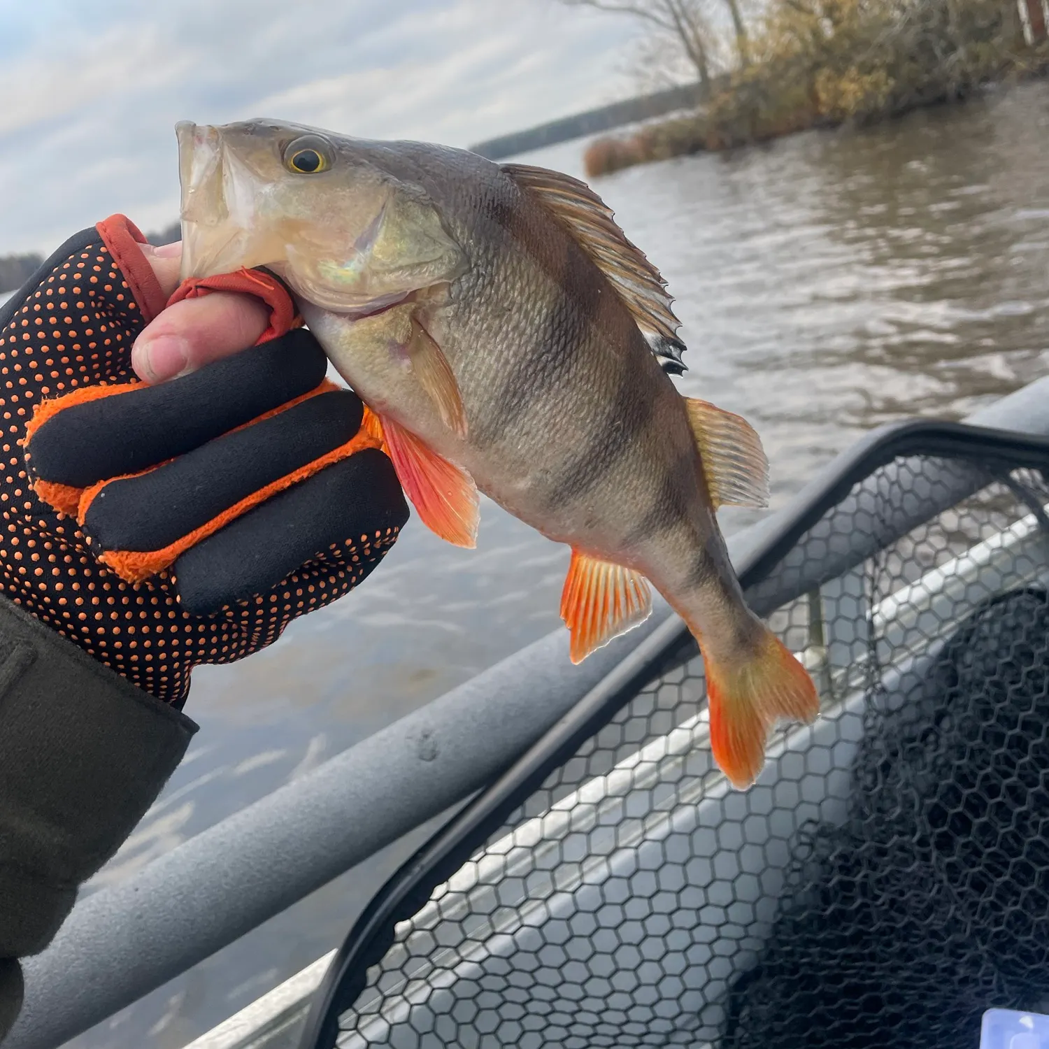 European perch caught on Fishbrain