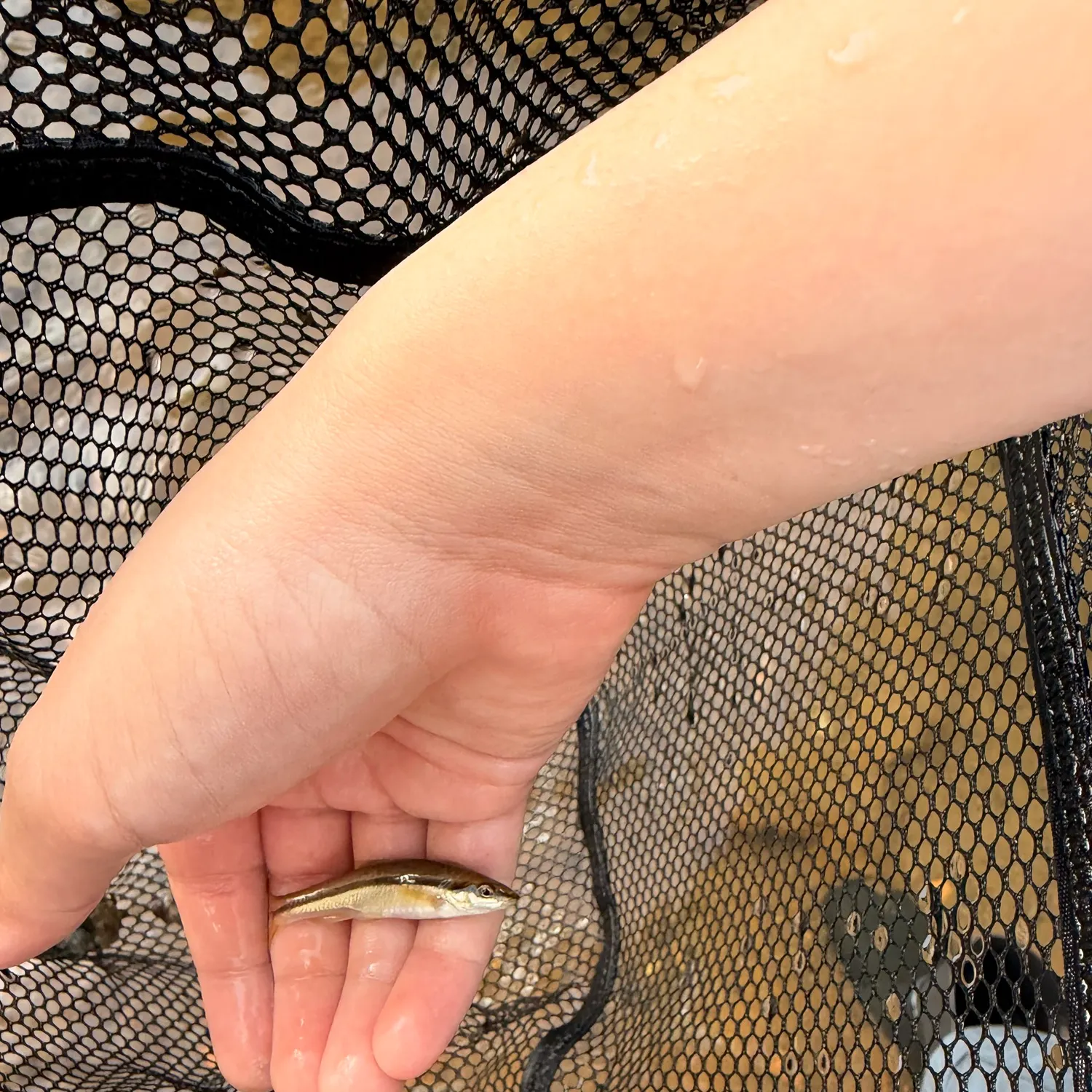 The most recent Eastern blacknose dace catches on Fishbrain