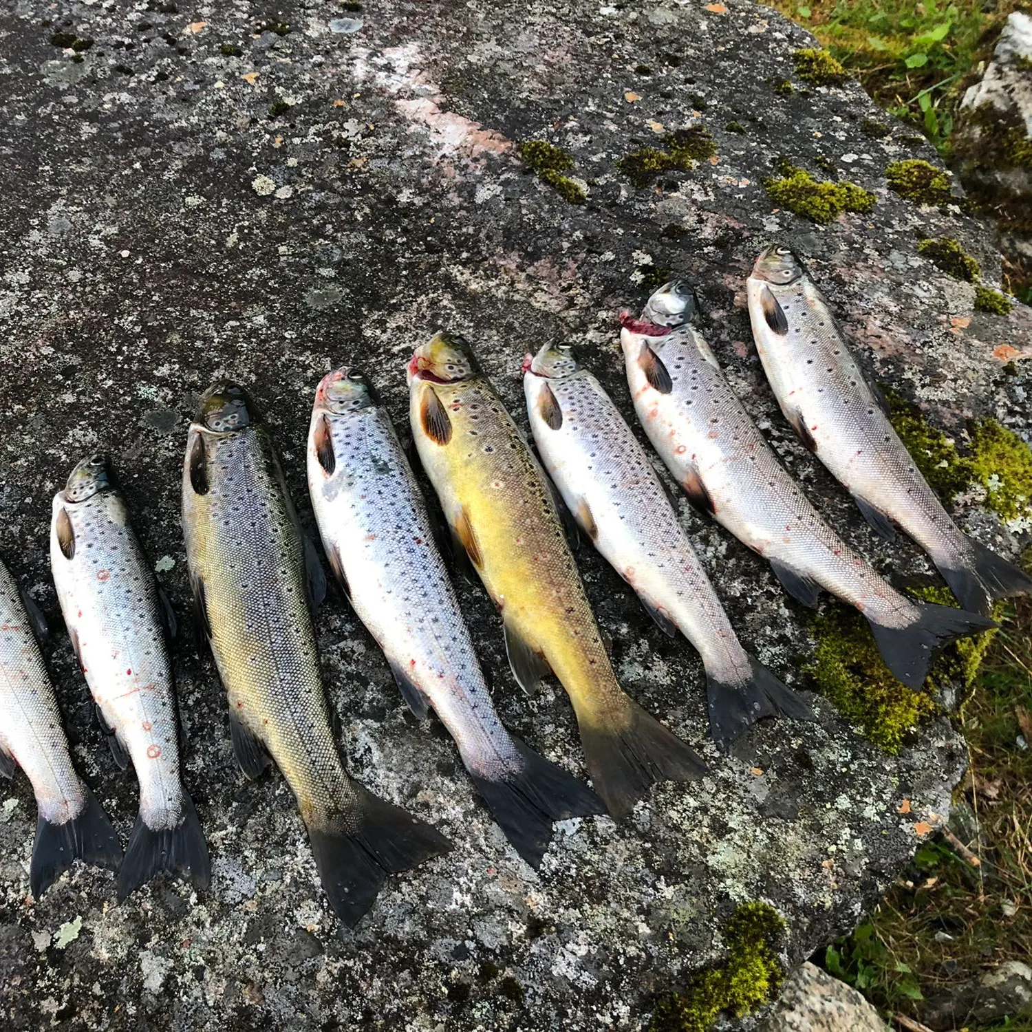 recently logged catches