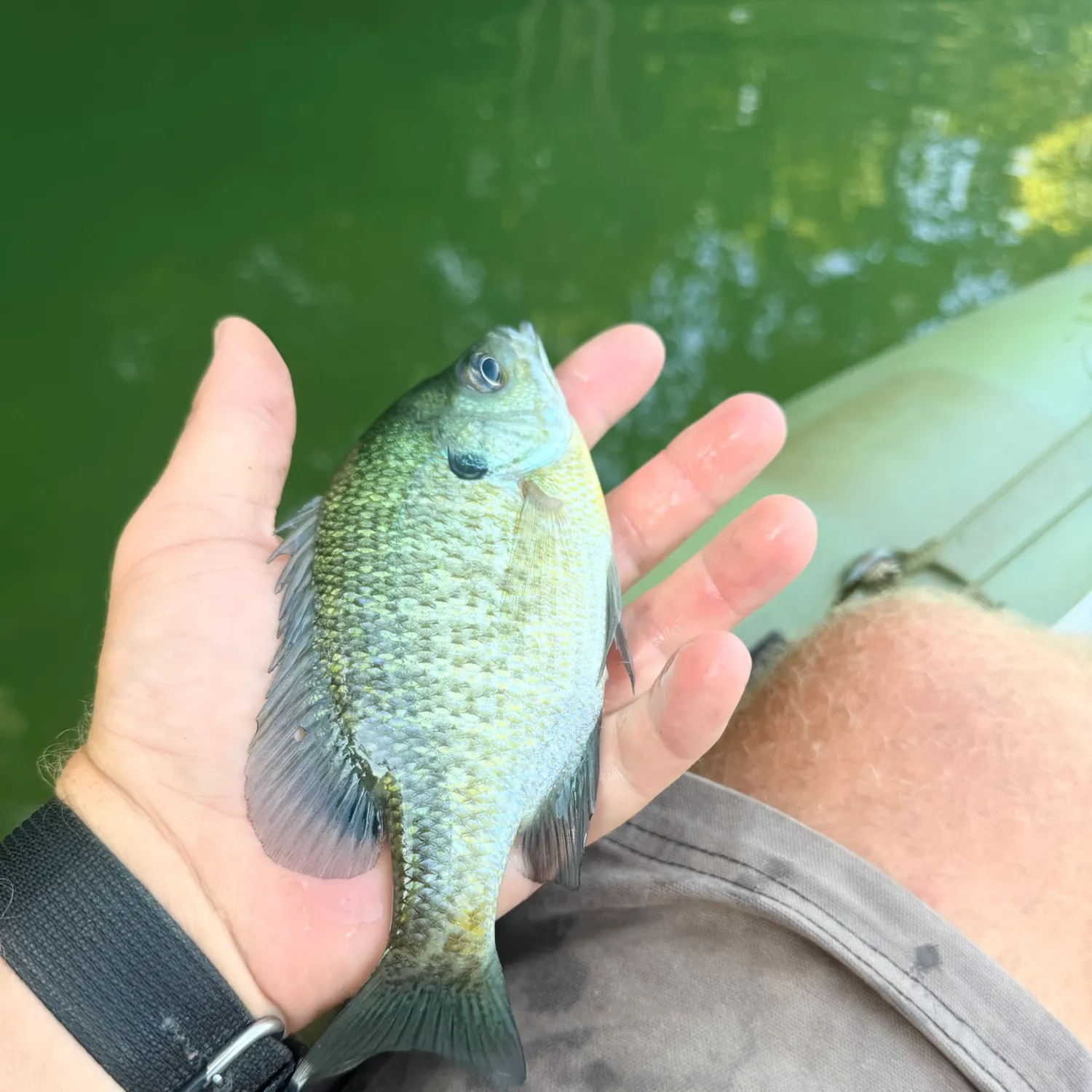 Bluegill caught on Fishbrain